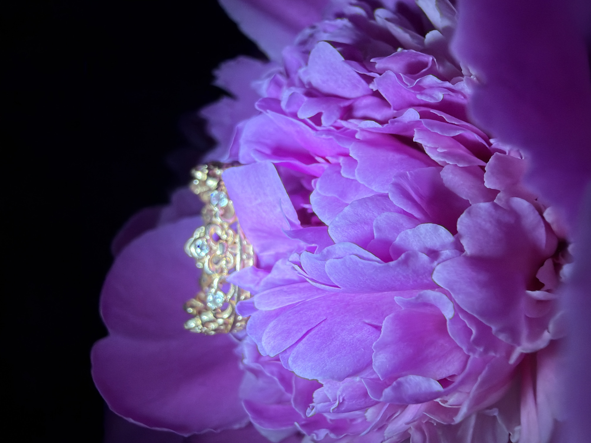 A close-up shot focuses on a bright pink peony flower set against a dark black background. The flower is in full bloom, with multiple layers of overlapping petals. A gold-colored filigree piece is nestled among the petals on the left side of the frame. The lighting accentuates the textures and folds of the petals, highlighting the flower's intricate structure and the contrast with the dark background. The location is not specified, and there is no indication of Chaikovsky, Russia. No people are visible in this image.