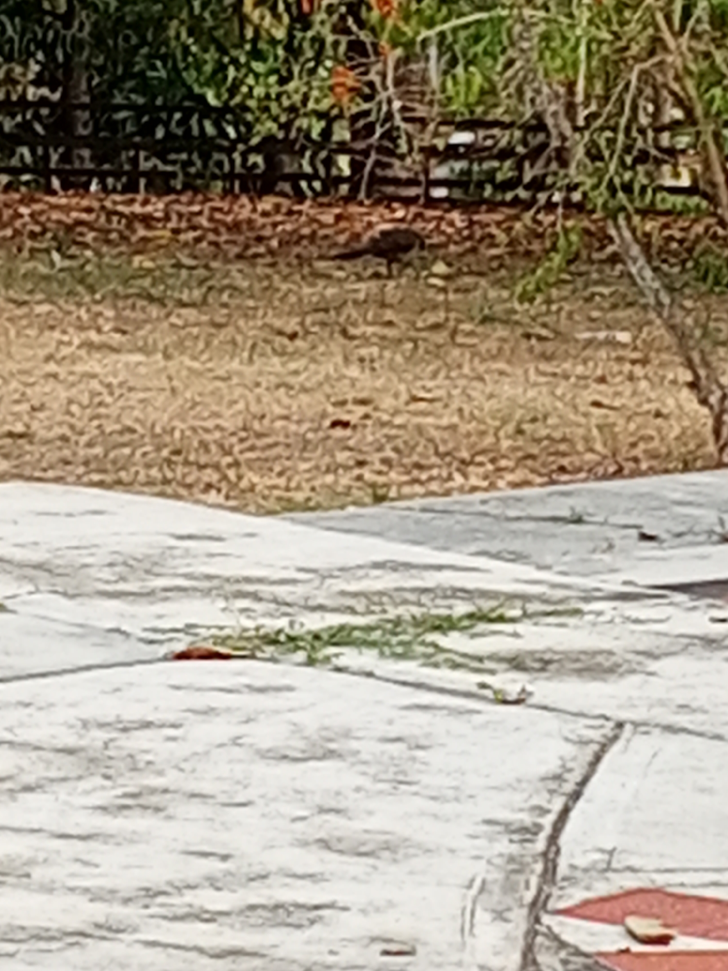 The image depicts a scene with a bird standing in a grassy area. Behind the bird, there is a dense foliage backdrop. In the foreground is a concrete surface, possibly a patio or walkway, with some debris. The image does not provide explicit clues to confirm the location is Tinaquillo, Venezuela.
