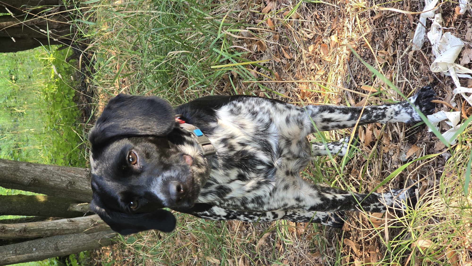 A medium shot captures a black and white speckled dog standing in a grassy area. The dog is facing slightly to the left of the camera, with its head turned towards the viewer. Its ears are floppy, and its eyes are brown and alert. The dog is wearing a gray collar with a blue buckle. The background consists of trees and foliage, with dry leaves scattered on the ground. The lighting suggests it is daytime, with sunlight filtering through the leaves. This scene appears to be in an outdoor, natural setting, possibly a park or a wooded area within or near Novohuivynske, Ukraine.