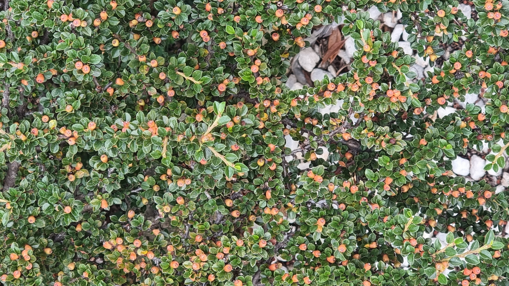 The image is a close-up, overhead view of a dense evergreen shrub with small, oval, dark green leaves and numerous small, round, orange berries. The shrub is situated outdoors, with scattered white stones and some dry, brown leaves visible beneath the foliage. The lighting is even, suggesting an overcast day or a shaded area. The specific location in Sant Joan Les Fonts, Spain, is not discernible from the visual information provided in the image itself. No people or animals are present.