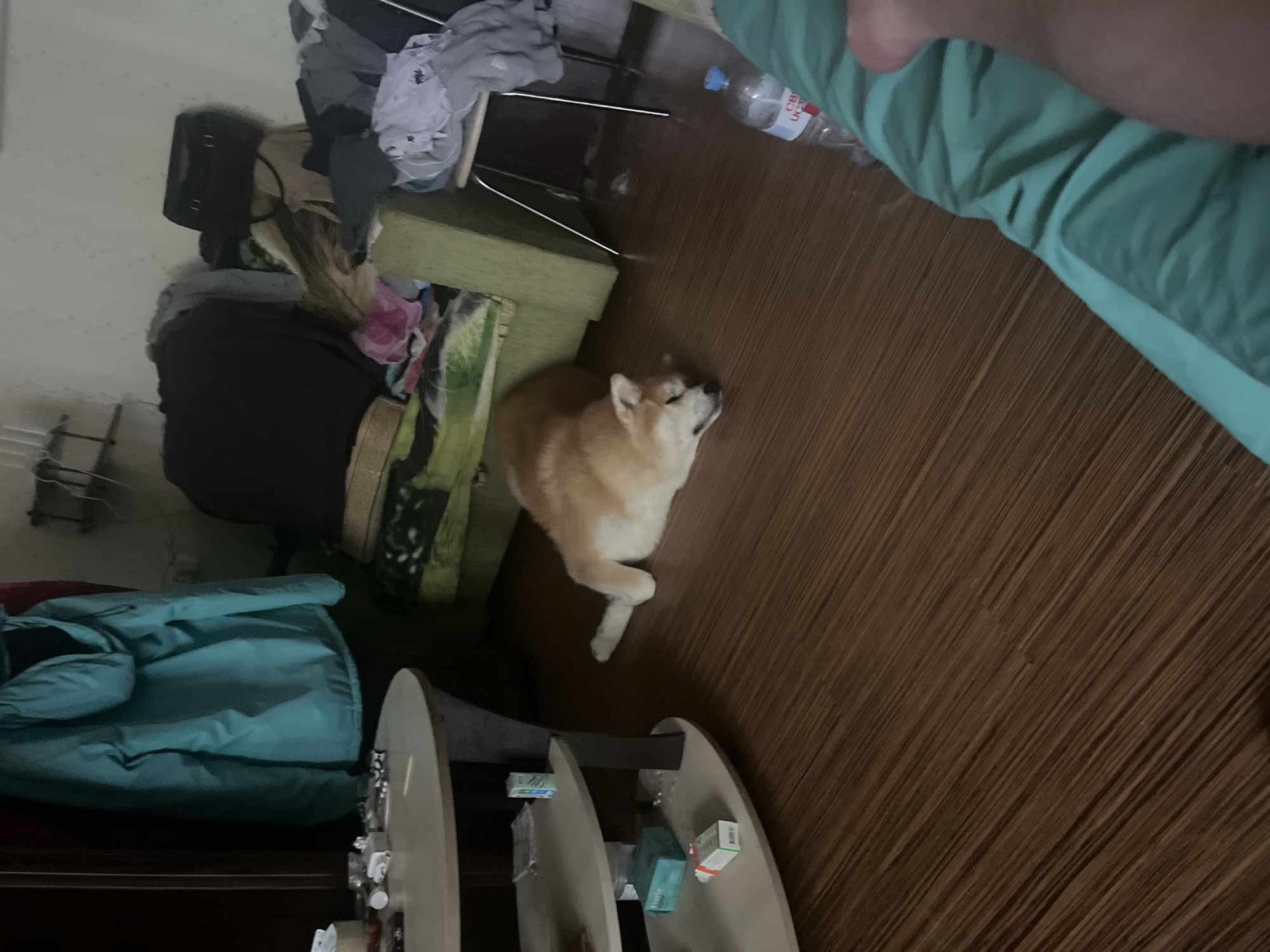 The image shows a domestic scene, likely in an apartment in Minsk, Belarus. A dog, appearing to be an Akita or Shiba Inu breed, is lying on a wooden floor in the foreground. The dog is facing to the right, with its head down. Behind the dog, there is a green upholstered couch covered with various items of clothing and a black handbag. A turquoise jacket is hanging on a dark brown door or wardrobe to the left of the image. To the left of the couch, there is a light-colored, multi-tiered coffee table with several small objects on its shelves, including what appear to be cigarette packs and a box of tissues. A plastic bottle of water is visible on the floor to the right of the dog. A person's leg, partially covered by a teal-colored blanket or piece of clothing, is visible in the bottom right corner of the frame. The room appears cluttered, with clothes and personal items strewn about.