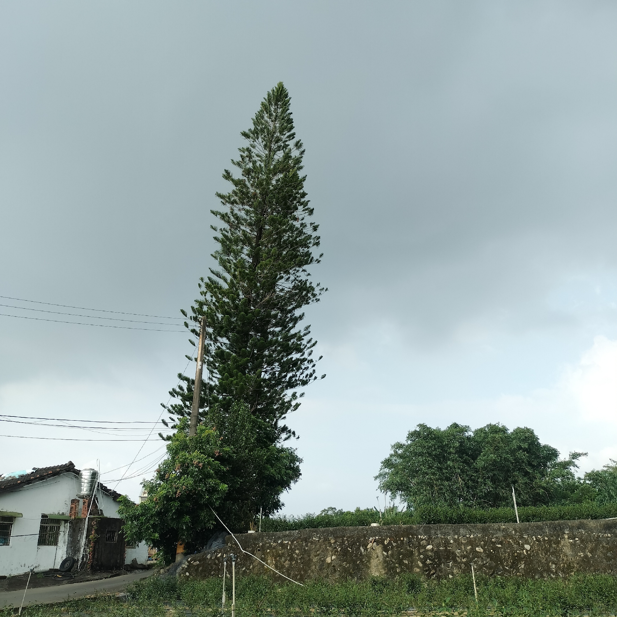 The image captures a rural scene in Zhushan Township, Taiwan, dominated by a very tall, slender evergreen tree that leans slightly to the right. The tree's dense foliage reaches high into a cloudy sky. To the left of the large tree, a simple white house with a corrugated metal roof is visible, featuring barred windows and a water tank mounted on its side. Electrical wires are strung between utility poles, crossing the sky and connecting to the house. In the foreground, a low, rough-textured stone wall runs horizontally across the image, separating the grassy foreground from a dense line of green vegetation and trees behind it. A wider, leafy tree is prominent to the right of the tall evergreen, and further to the right, a cluster of smaller trees can be seen. The overall atmosphere is overcast, suggesting a cloudy or possibly impending rainy day. There are no people visible in the image.