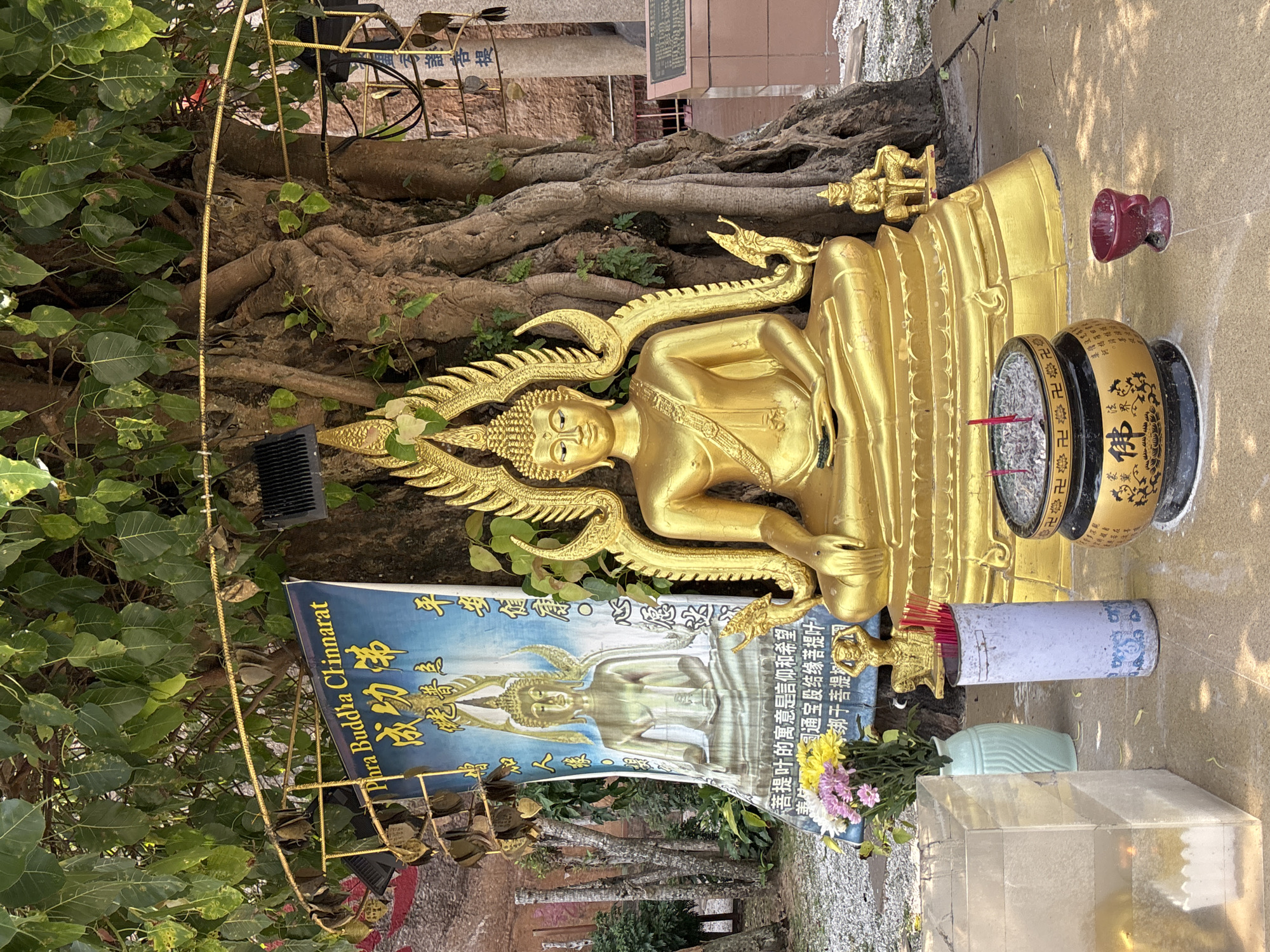 This image depicts an outdoor shrine under a large tree with thick, gnarled roots. The primary subject is a large, golden Buddha statue seated in a meditative pose, adorned with an elaborate, flaming halo. To the left of the statue is a blue banner with an image of another Buddha and text in Thai and Chinese characters, identifying it as "Phra Buddha Chinnarat". In front of the main statue, a smaller golden figure sits on a pedestal.
Arranged around the base of the Buddha are several objects used for offerings. These include a black and gold incense burner with red incense sticks, a small red cup, a cylindrical container with more red incense sticks, a light blue patterned ceramic vase holding a bouquet of pink and yellow flowers, and a clear rectangular container. The ground is paved with light-colored stones and there are fallen leaves visible. The background shows the textured bark of the tree and hints of a brick wall and vegetation.
While the image is set in what appears to be a religious or spiritual site, there is no direct visual information within the image to confirm its specific location in Ipoh, Malaysia. The presence of Thai and Chinese inscriptions suggests a region with a significant Buddhist population and cultural influences from Thailand and China.