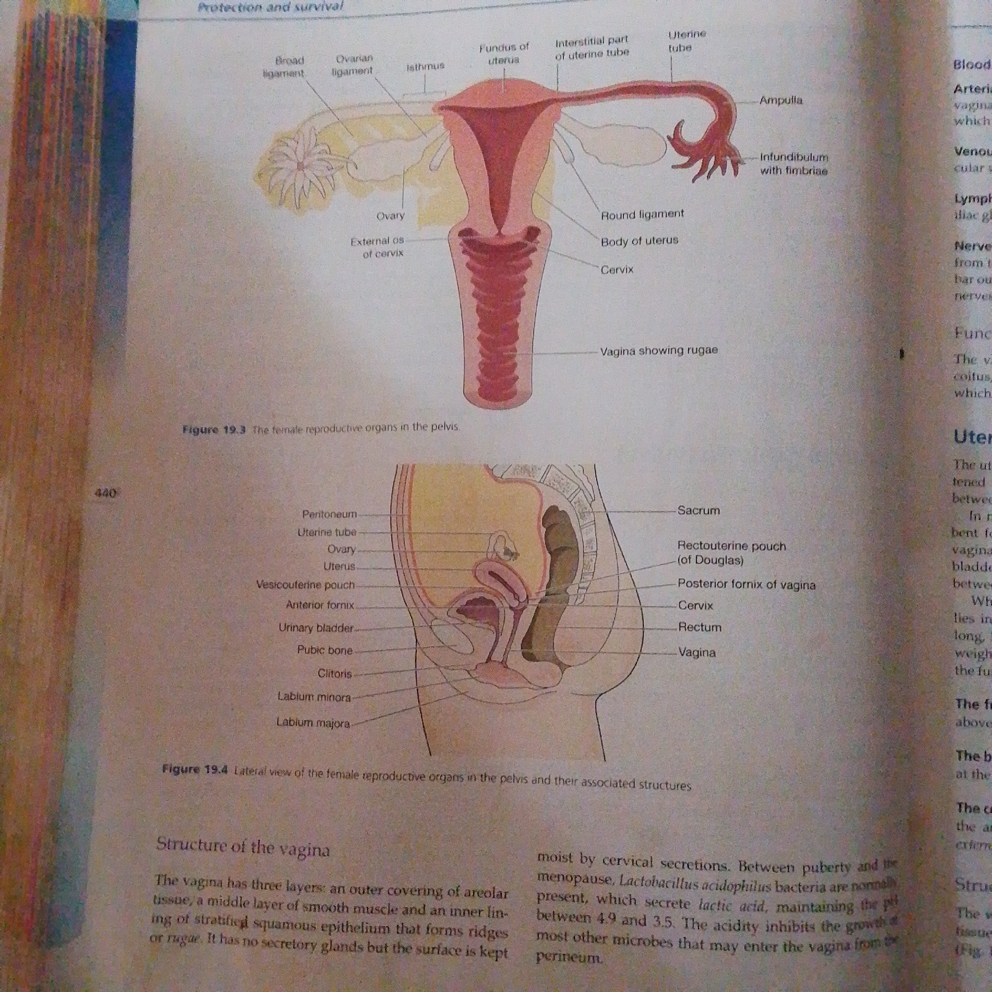 The image displays two anatomical diagrams of the female reproductive system. The upper diagram, labeled "Figure 19.3 The female reproductive organs in the pelvis," shows a frontal view of the uterus, ovaries, fallopian tubes, and associated ligaments. The lower diagram, labeled "Figure 19.4 Lateral view of the female reproductive organs in the pelvis and their associated structures," provides a sagittal view of the pelvic organs, including the uterus, vagina, bladder, rectum, pubic bone, and clitoris. The text accompanying the diagrams describes the structure and function of the vagina. There is no information in the image related to the city of Jalingo, Nigeria, or any forensic details.