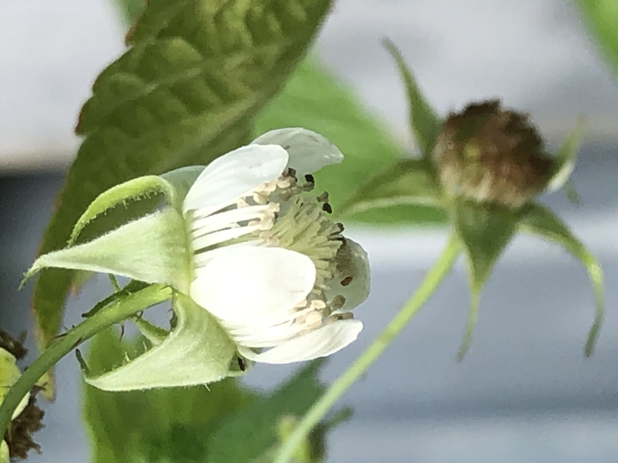 An extreme close-up shot captures a delicate white raspberry flower with pale green sepals hanging downwards. The flower's petals are partially open, revealing the stamen and pistil in the center, which appear to be a light brown color. The background is a soft blur of green leaves and a pale blue, out-of-focus area, likely a wall or sky. The image is shot in natural daylight.