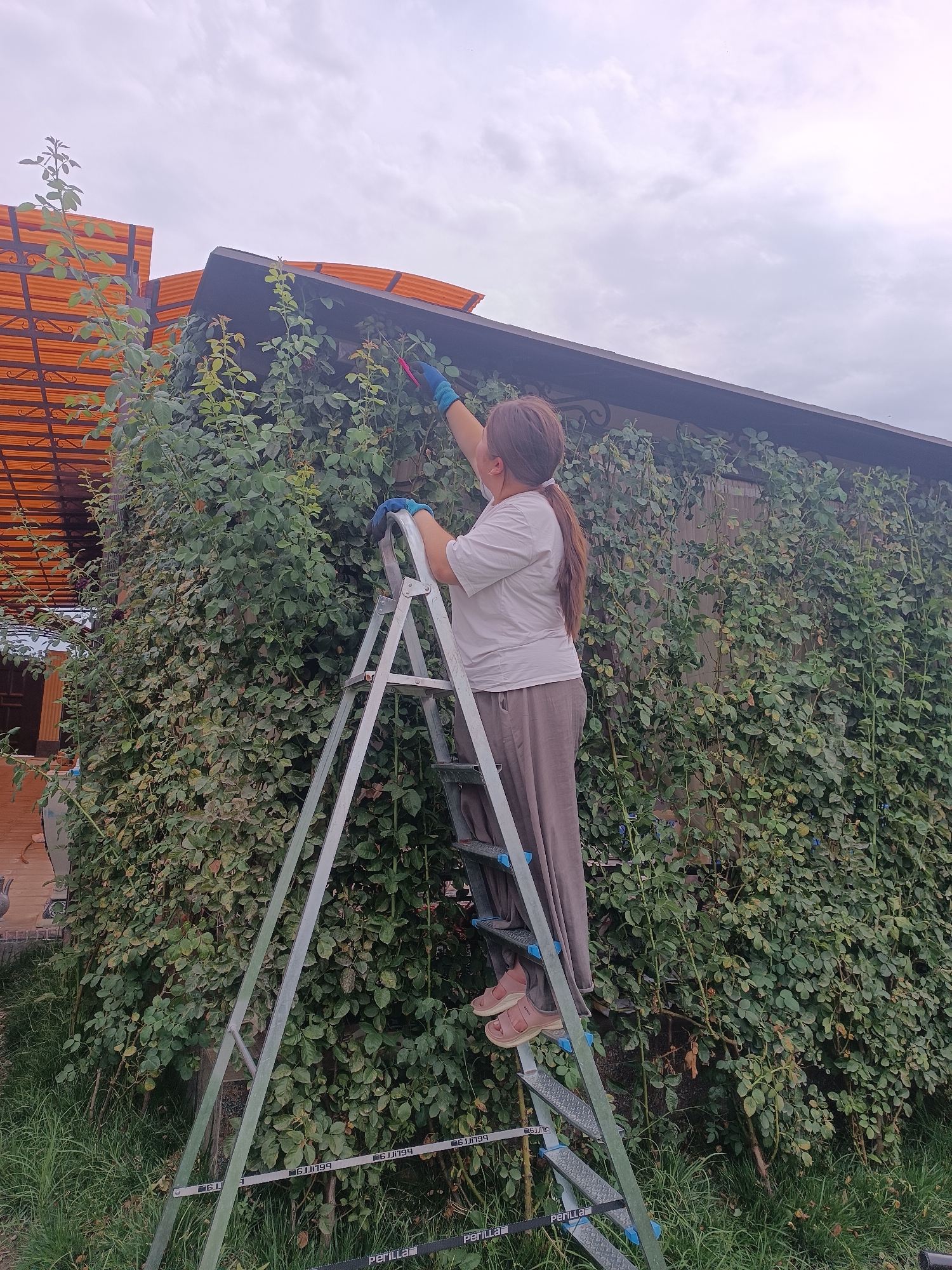 In the city of Myrza-Ake, Kyrgyzstan, a woman stands on a silver, A-frame ladder, trimming a dense wall of green foliage. She is wearing a light-colored t-shirt, a light brown skirt, blue gloves, and pink sandals. She is holding pink-handled pruning shears in her right hand, which is extended towards the foliage. The ladder is positioned in front of a building with a dark roof and an orange, corrugated plastic awning. The foliage appears to be a wall of climbing plants, possibly roses, covering a portion of the building. The sky is overcast with scattered clouds. The ground is covered in green grass. The overall scene depicts a person engaged in gardening or landscaping.