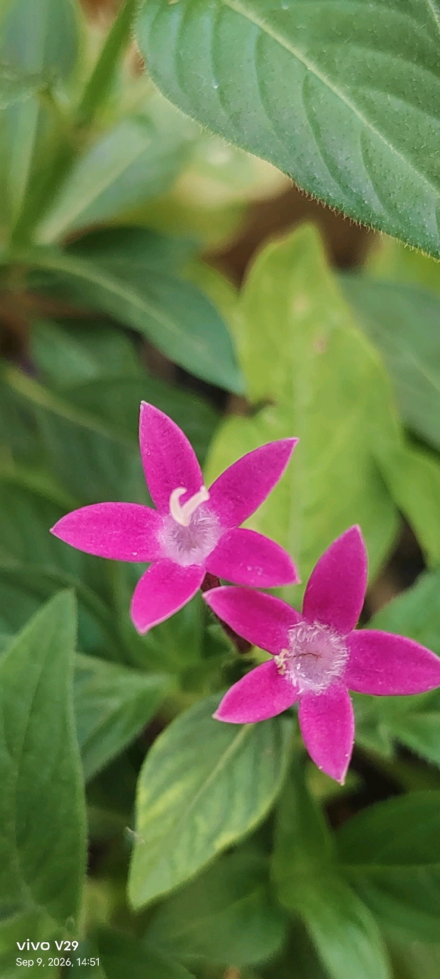The image shows two pink star-shaped flowers with delicate white pistils, surrounded by lush green leaves. The flowers are in focus, with the leaves blurred in the background, creating a shallow depth of field. The lighting suggests it is daytime, possibly late morning or early afternoon, given the softness of the shadows. The overall scene is one of natural beauty and tranquility. This image was captured in Udgir, India, as indicated by the timestamp and device information visible in the lower left corner. The presence of the Vivo V29 watermark and the date "Sep 9, 2026, 14:51" place the photograph in a specific time and location, suggesting a personal snapshot rather than a widely published image.