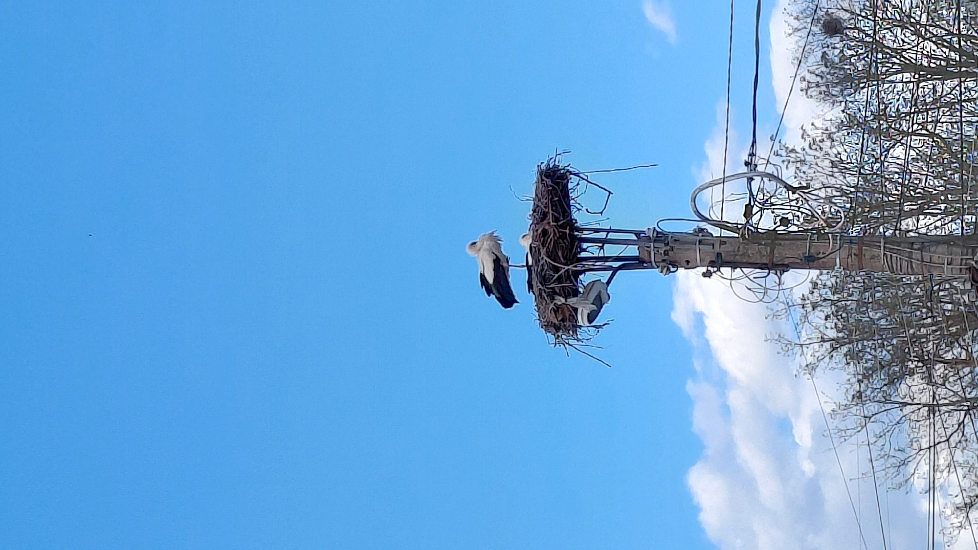The image depicts a stork's nest atop a utility pole, possibly located in Unknown. Two storks are visible in and around the nest, with one stork perched on the side of the nest and the other standing inside the nest. The nest is constructed of twigs and branches. The utility pole has wires and equipment attached to it. In the background, there's a blue sky with some white clouds, and tree branches are visible on the right side of the frame.