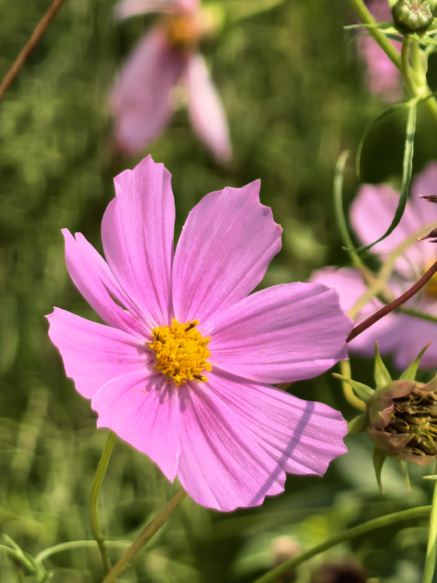 A close-up, vertical, full-frame shot features a vibrant pink cosmos flower in the foreground. The flower's delicate petals, tinged with a lighter shade on the edges, unfurl outwards, revealing a bright yellow center. Subtle shadows cast by the petals add depth and texture to the composition. To the right of the main flower, a developing seed pod with a textured, brown exterior is visible, along with thin green stems and other out-of-focus pink flowers in the background. The background is a soft blur of green foliage, suggesting an outdoor setting. This image was taken in Sterlitamak, Russia.