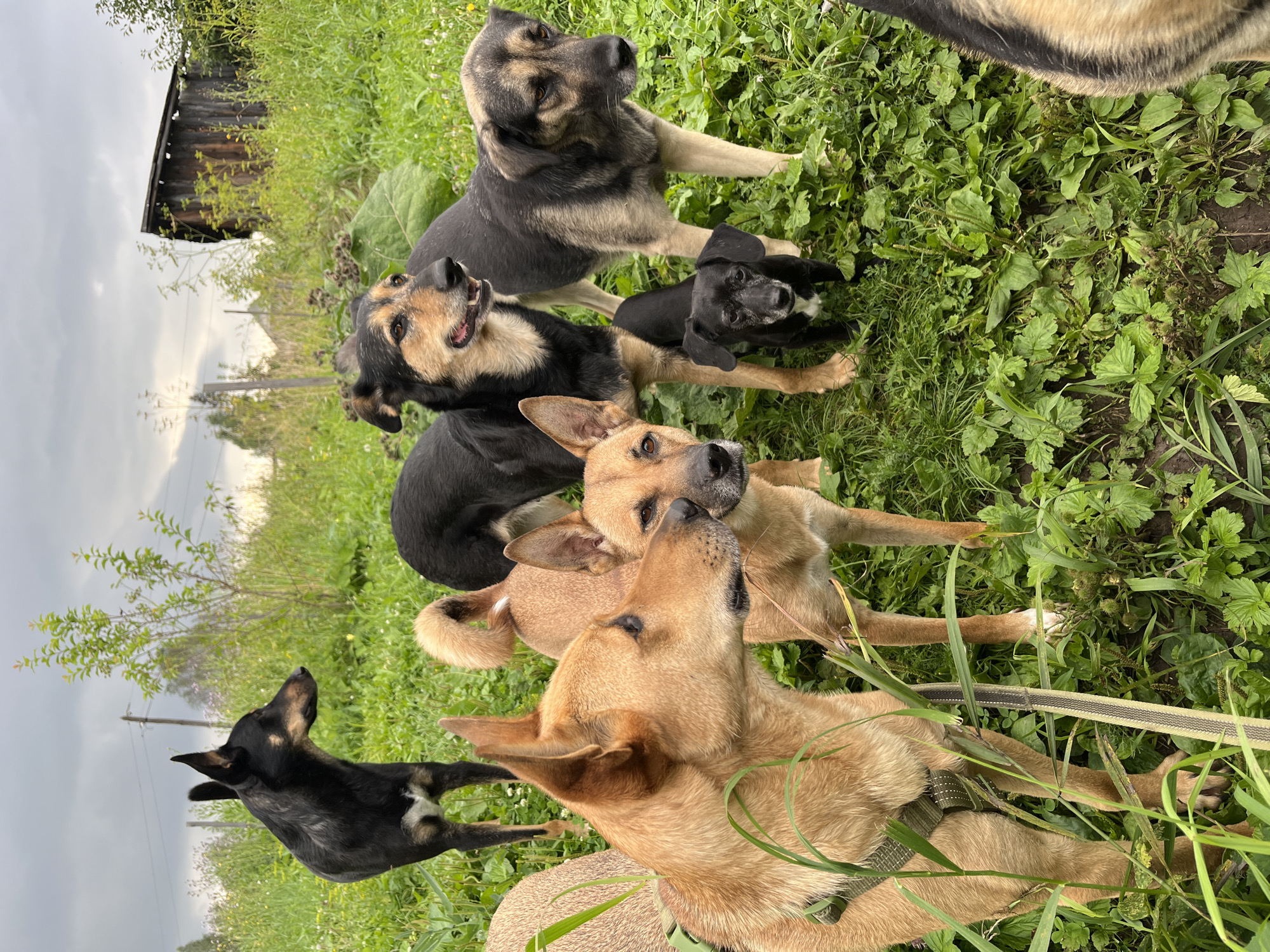 A group of seven dogs, ranging in size from small to medium, are gathered in a grassy outdoor area. The dogs are of various breeds and coat colors, including black, tan, and mixed patterns. Some of the dogs are standing, while others are partially visible or lying down. The environment appears to be rural or semi-rural, with tall green grass, wildflowers, and a wooden structure in the background, possibly a shed or barn. The sky is overcast and cloudy. A harness and leash are visible on one of the tan dogs in the foreground. The location is identified as Nizhny Tagil, Russia.