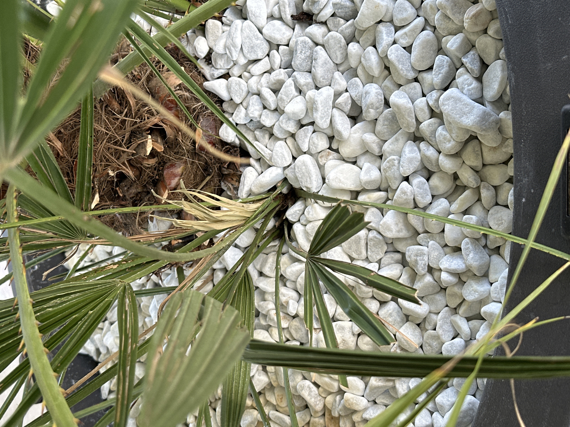 An overhead close-up shot shows a potted palm plant, featuring green fronds and dry, fibrous roots. The plant is situated in a dark, circular pot filled with smooth, white pebbles. The pebbles are a dominant element in the foreground and midground, creating a textured surface. The palm's trunk is partially visible, covered in a dense layer of brown, fibrous material. A few dry, yellowed leaves are also visible amongst the green fronds. The background is a blur of green foliage and the dark rim of the pot. The scene appears to be an outdoor setting. There are no people or animals present. The image does not provide any specific details about its location within the city of Rijeka, Croatia.
