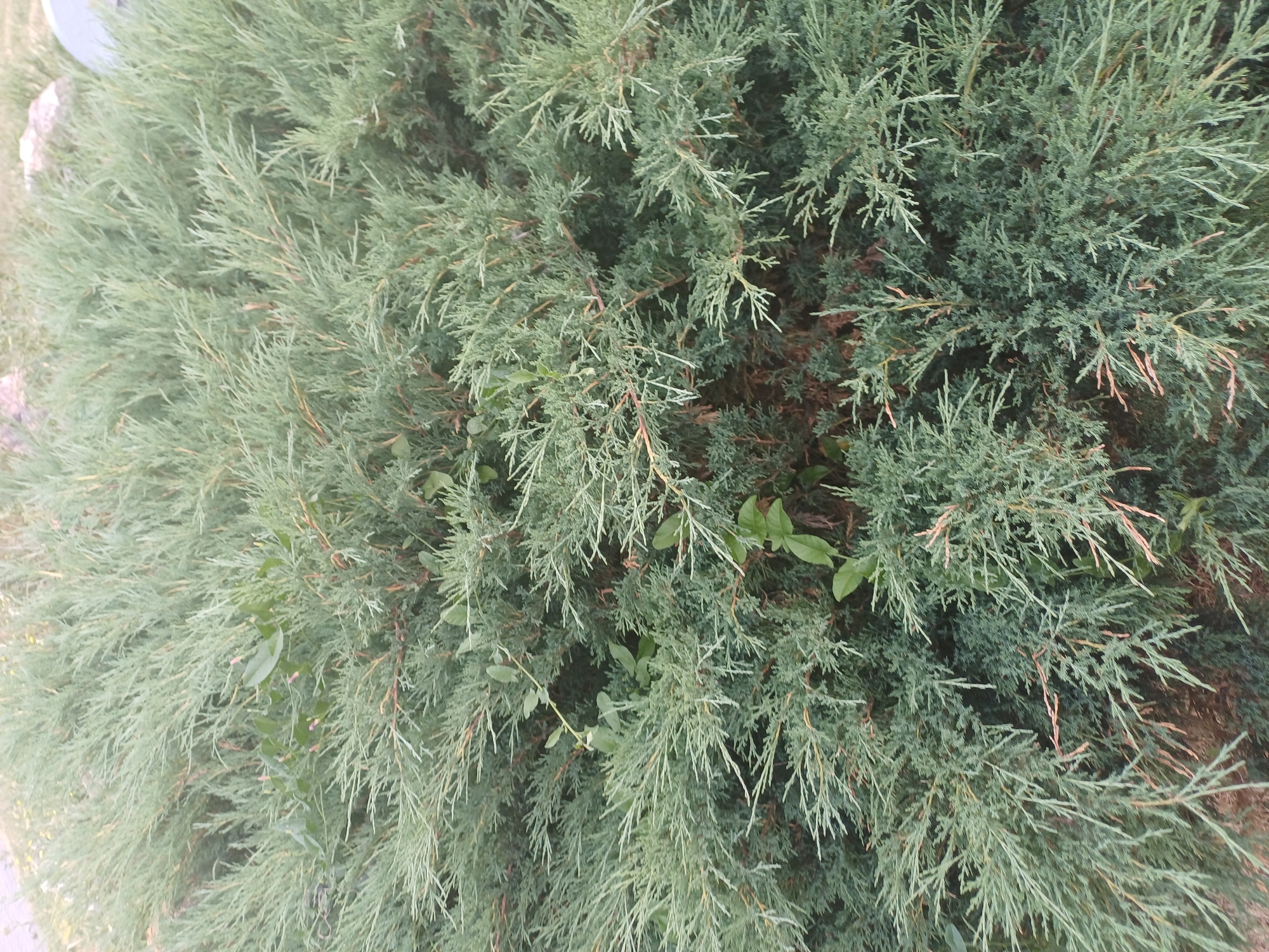 The image displays a close-up view of dense, green evergreen foliage, likely a juniper bush, in an outdoor setting. The branches are covered in fine, needle-like leaves, predominantly in shades of blue-green and some with brown tips. A few scattered, small, dark green leaves from a different plant are interspersed within the evergreen branches. The background is largely obscured by the foliage, but hints of lighter ground cover and possibly stones or rocks are visible at the top of the frame, suggesting a park or garden environment. There are no people, animals, or discernible man-made structures in the immediate vicinity. The lighting appears to be natural daylight, creating soft shadows within the dense foliage. Without further contextual information, the specific location in Novosibirsk, Russia, cannot be definitively determined from the image alone; however, the presence of evergreen shrubs suggests a climate that supports such vegetation.