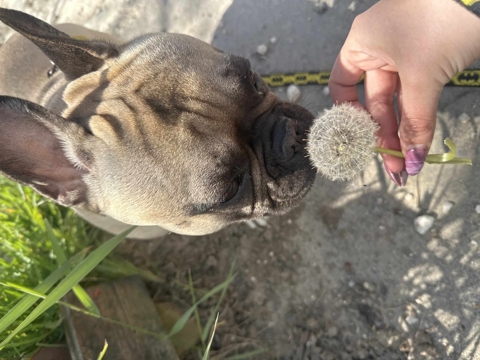 An overhead shot captures a light brown French Bulldog curiously interacting with a dandelion held by a human hand. The dog's snout is positioned close to the fluffy white dandelion seed head, appearing to sniff it. Its large, upright ears and wrinkled face are prominent, and its fur shows various shades of fawn and brown under bright sunlight.
A human hand, with fingernails painted in a purple and white swirled design, holds the dandelion by its green stem, extending it towards the dog's face. Strong shadows are cast on the ground and parts of the dog's body, indicating a sunny outdoor setting during the day.
The ground consists of light-colored dirt or gravel, with patches of vibrant green grass in the lower-left corner of the frame. In the background, a yellow and black strap featuring repeating Batman logos is visible on the ground. The image captures a whimsical moment of interaction between the animal and nature in Varna, Bulgaria.