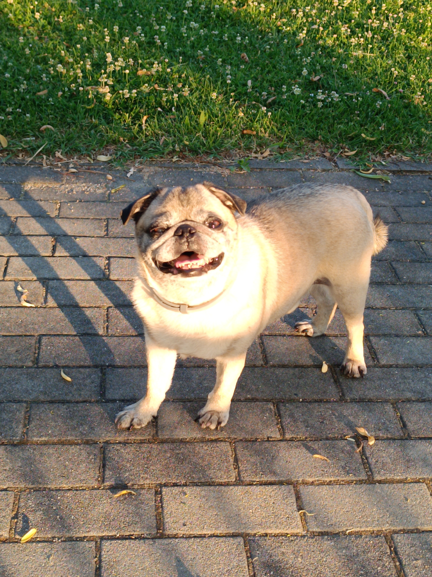 A pug stands on a paved walkway with a grassy area behind it. The pug is light brown and tan with a black muzzle and ears. It is wearing a light-colored collar. The dog is looking directly at the camera with its mouth open and tongue hanging out. The sun is shining, casting shadows on the walkway. The grassy area is green with small white flowers. The scene appears to be in a park or public space in Târgu Jiu, Romania, given the style of paving stones and the overall ambiance.