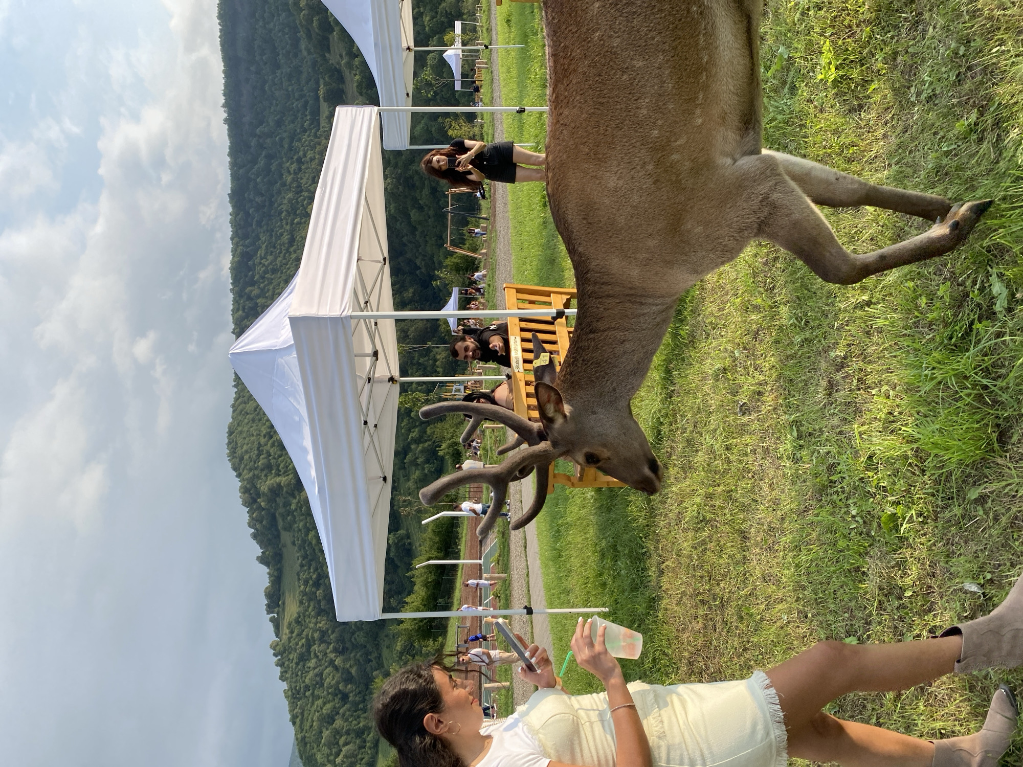 In Chkalov, Armenia, a young woman in a light-colored dress and ankle boots is captured in a moment of interaction with a deer. She is holding a phone in her left hand and a cup with a straw in her right, as the deer approaches her, its head near the cup. The scene unfolds outdoors, with lush green grass covering the ground. In the background, several white canopy tents are set up, suggesting an event or gathering. Beyond the tents, rolling hills covered in trees and vegetation form a scenic backdrop under a sky with scattered clouds. Other people are visible in the distance, some seated on benches under the tents and others standing or walking around. A swing set and other recreational equipment can be spotted further back, indicating a park or recreational area. The overall atmosphere appears casual and pleasant, with the natural landscape and the interaction between the woman and the deer being the focal points.