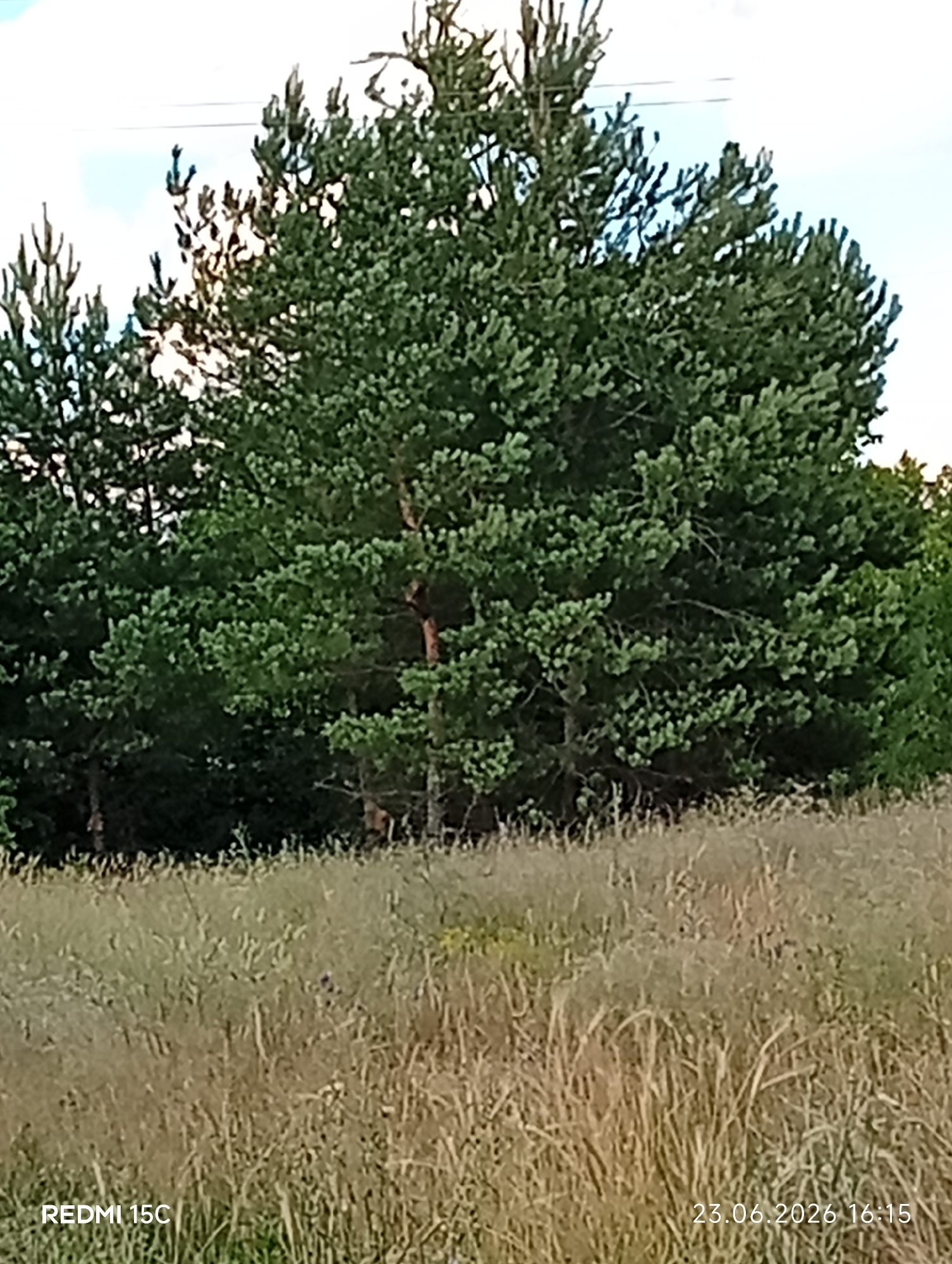 The image depicts a natural outdoor scene with a dense cluster of pine trees dominating the upper half of the frame. The trees are lush and green, with their needles forming a thick canopy. Below the trees, a field of dry, tall grass stretches across the foreground, its golden-brown hues suggesting a dry season or late summer. The grass is somewhat sparse in places, allowing glimpses of the dark earth beneath.
In the background, behind the pine trees, hints of other foliage and possibly more distant trees can be seen. A pale blue sky with some white cloud formations is visible above the trees. Thin lines, possibly power lines, are faintly visible against the sky.
The lighting suggests it is daytime, likely late afternoon given the long shadows and the warm tones of the grass. The weather appears clear and calm. There are no people or animals visible in the image.
The image contains two lines of text at the bottom. In the lower left corner, it reads "REDMI 15C". In the lower right corner, a date and time stamp reads "23.06.2026 16:15". The location context is Mykolaivka, Ukraine. The overall impression is one of a peaceful, rural landscape.