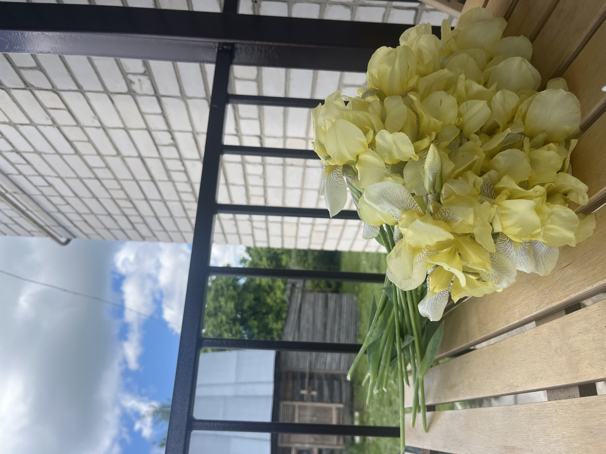 A vibrant outdoor scene captures a large, fresh bouquet of light yellow irises resting on a slatted wooden surface, likely a table or bench. The irises feature distinctive white lower petals with intricate greyish-purple vein-like markings.
The flowers are positioned on the right side of the frame (when viewed correctly, as the image is presented rotated 90 degrees counter-clockwise). A dark metal railing with a grid pattern diagonally bisects the midground, separating the immediate area from the background. Above the railing, a white tiled ceiling or the underside of a roof structure is visible.
Through the gaps in the railing, a lush green landscape unfolds, showcasing dense trees and foliage. A rustic wooden building or shed is partially visible amongst the greenery. The sky above is a bright, clear blue with scattered white, fluffy clouds, indicating a sunny day. No people or text are visible. The setting suggests a peaceful rural or semi-rural environment, possibly a porch or balcony, consistent with the location context of Новая Тура, Russia.