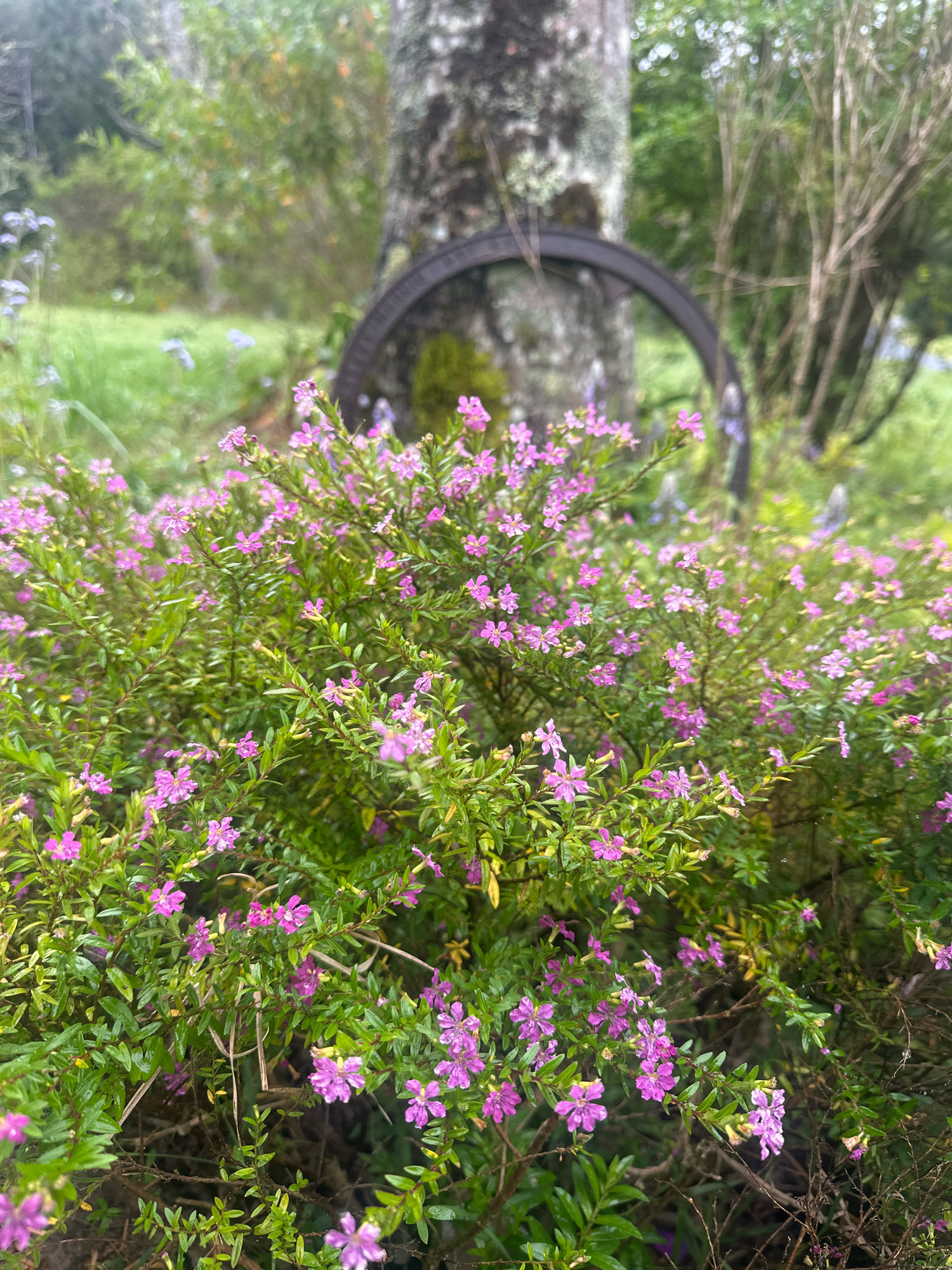 In Thora, Australia, a cluster of small, delicate pink flowers with five petals each, dot a dense green bush. The bush is positioned in the foreground, with its vibrant blooms slightly out of focus in some areas, suggesting a shallow depth of field. Behind the bush, a large tree trunk with a weathered, gray-brown bark stands prominently. Encircling the tree trunk is a dark, circular metal object, possibly an old wheel or a decorative element, partially obscured by the foliage. The background is a blur of lush green vegetation, with hints of softer green and muted orange, creating a natural, almost painterly backdrop. The overall scene evokes a tranquil, outdoor setting, likely a garden or natural landscape. There are no people visible in the image.