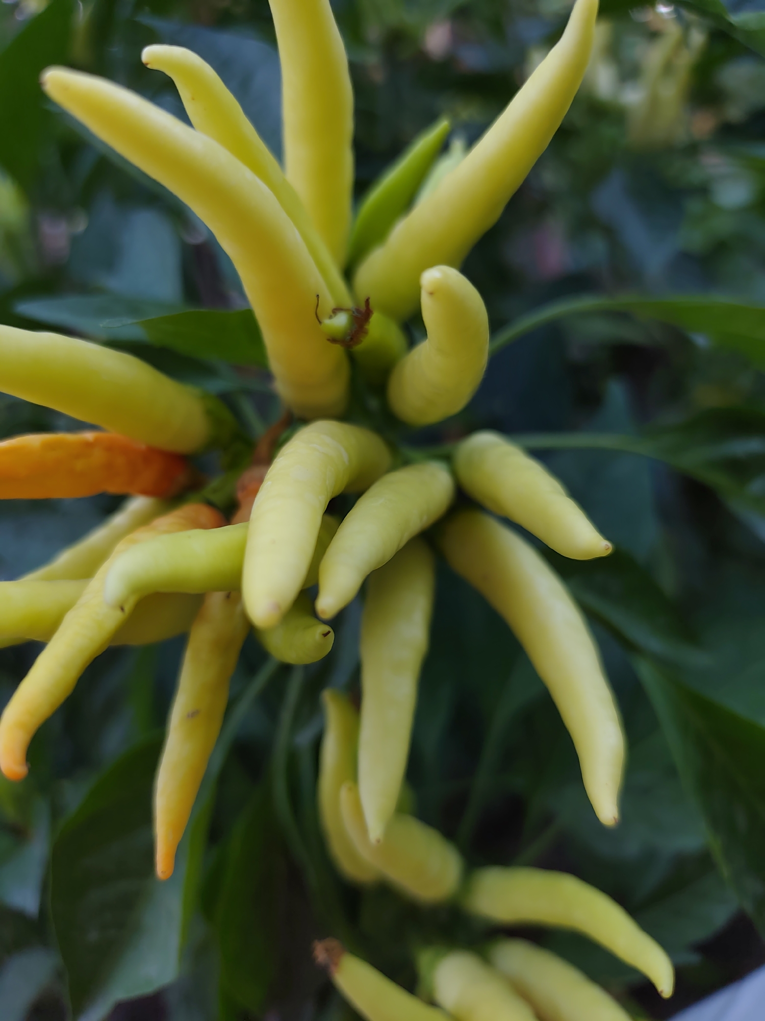 A close-up, vertical, eye-level shot showcases a cluster of pale yellow chili peppers on a plant. The peppers are long, slender, and slightly curved, with some showing hints of green and one appearing orange. They are densely packed together, with their tips pointing in various directions. The background consists of dark green leaves and foliage, creating a blurred, natural setting. The lighting is soft, with some highlights on the peppers. The image appears to have been taken outdoors, in an agricultural or garden environment, potentially in Samsarek, Uzbekistan, where such peppers might be cultivated. No people are visible in the frame.