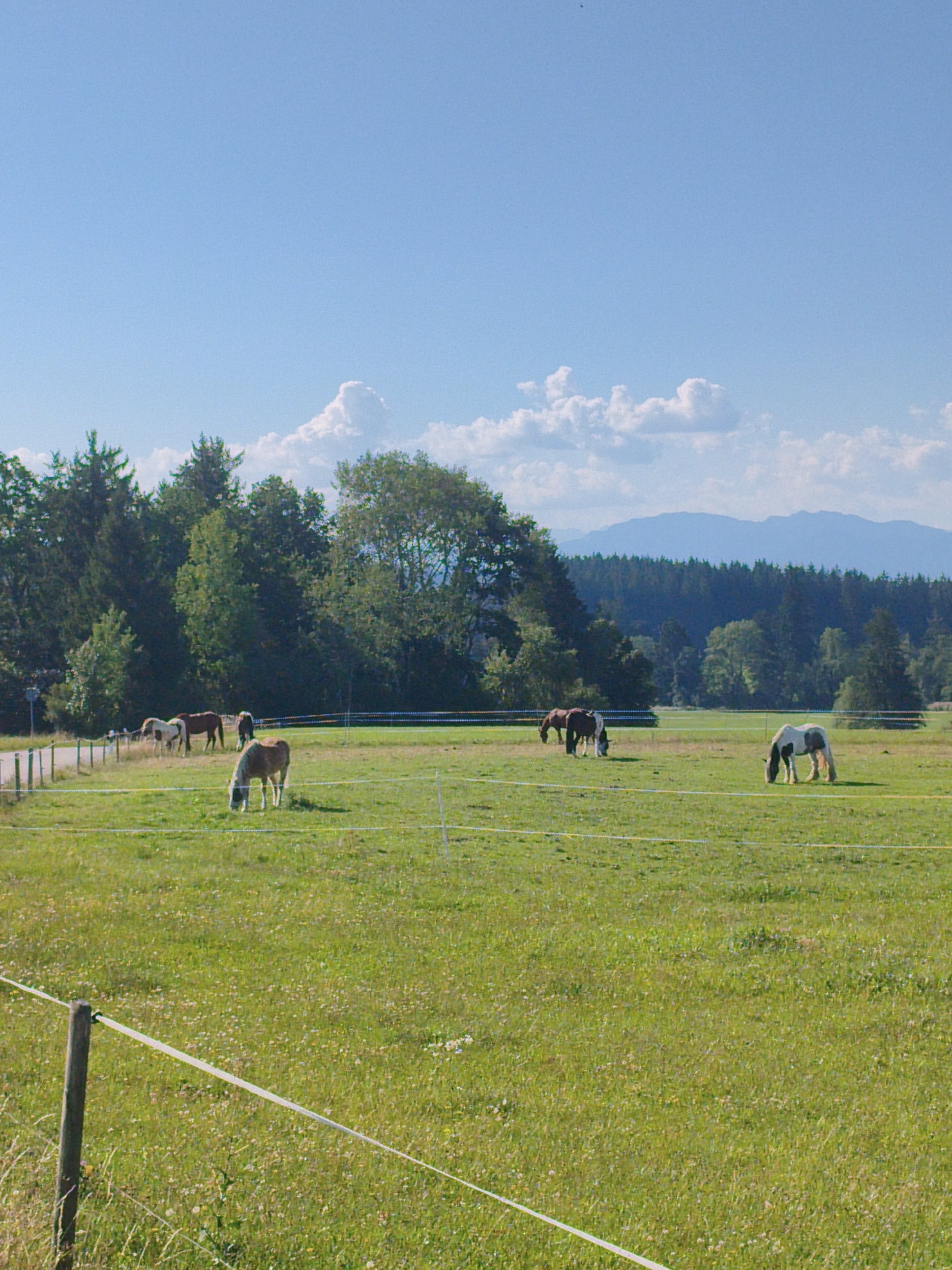 The image depicts a pastoral scene in Marktoberdorf, Germany, featuring a field with several horses grazing. The field is covered in lush green grass dotted with small white and yellow wildflowers. In the foreground, a wooden post supports an electric fence that extends across the field.
Several horses are visible in the field. One horse, a light brown and white pinto, is grazing in the middle ground. Further back, a group of horses can be seen, including a dark brown horse and a lighter brown horse with a white mane and tail. Two smaller, light-colored horses, possibly foals, are also present in this group. In the right-middle ground, another horse with a white and dark brown coat is grazing.
The background of the image is dominated by a dense line of dark green conifer trees, which transition into a lighter green deciduous forest. Beyond the trees, the soft, hazy outlines of distant blue mountains rise against a clear, pale blue sky with scattered white clouds. The overall impression is one of a peaceful, rural landscape on a sunny day.