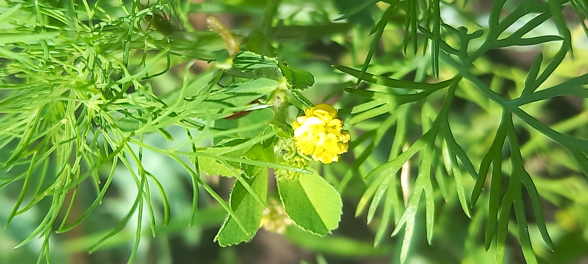 A close-up, vertical, eye-level outdoor shot captures a delicate yellow flower blooming amidst lush green foliage. The flower, with its tightly packed petals, is the central subject, illuminated by natural light. The surrounding leaves and stems are a vibrant green, with some appearing feathery and finely dissected, while others are broader and serrated. The background is softly blurred, suggesting a natural outdoor environment. The image does not provide any specific clues about its location in Kryvyi Rih, Ukraine, other than it being an outdoor scene with flora. There are no people, animals, or specific man-made objects visible. The overall impression is one of natural beauty and detail observed in close proximity.