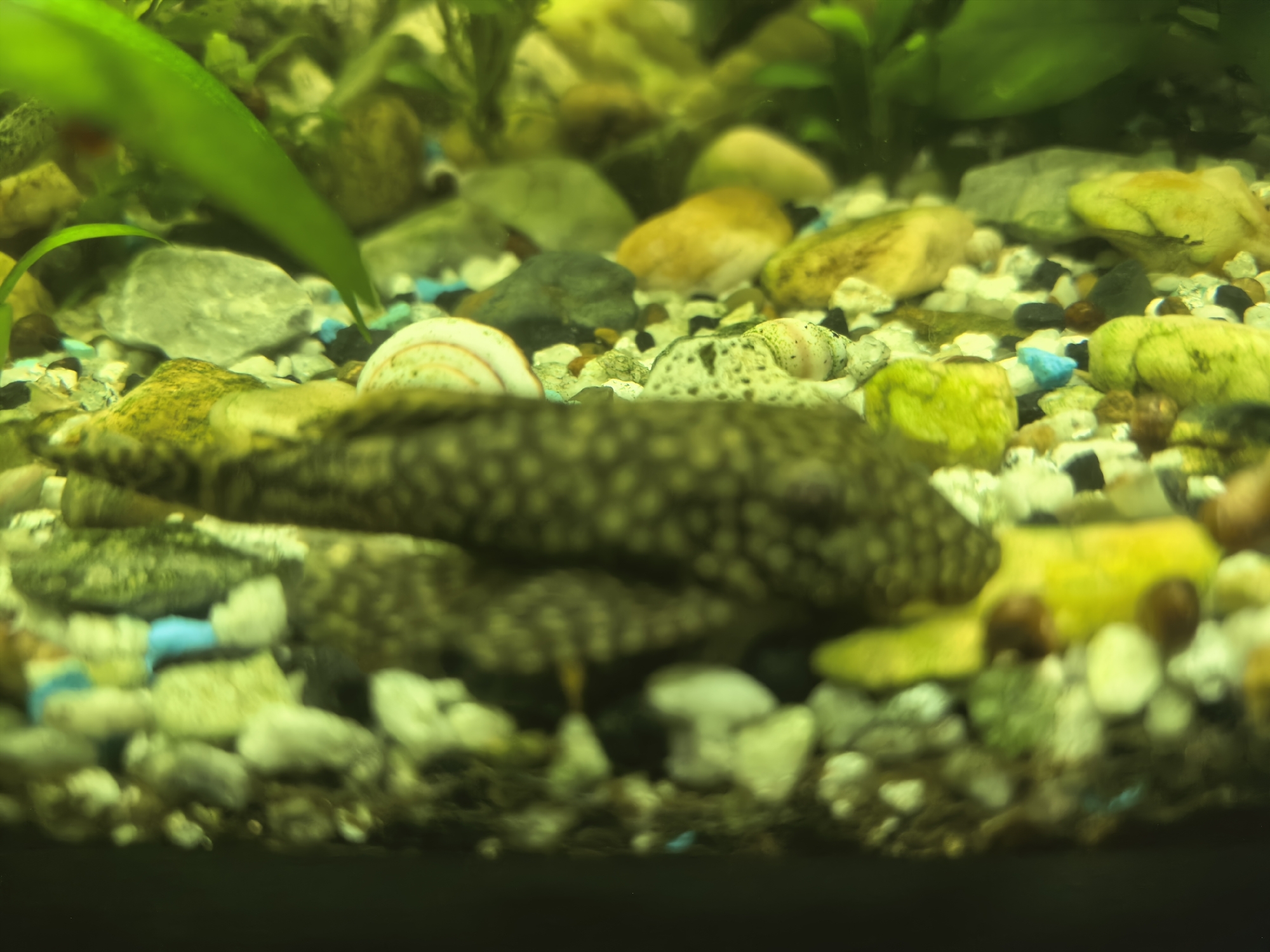 An aquarium scene is captured with a close-up perspective, focusing on the substrate and aquatic life. The substrate is composed of small, multi-colored pebbles in shades of white, gray, yellow, green, and blue, interspersed with darker stones and what appears to be aquatic plant matter. A large, elongated fish with dark, speckled markings is the most prominent subject, positioned horizontally in the mid-ground, partially obscuring the substrate. To the left of the fish, a spiral shell with white and orange bands is visible among the pebbles. Further back, other aquatic elements are blurred, including green aquatic plants extending from the top of the frame and several round, yellow-colored stones. The lighting suggests an underwater environment, with a greenish-yellow hue dominating the scene.