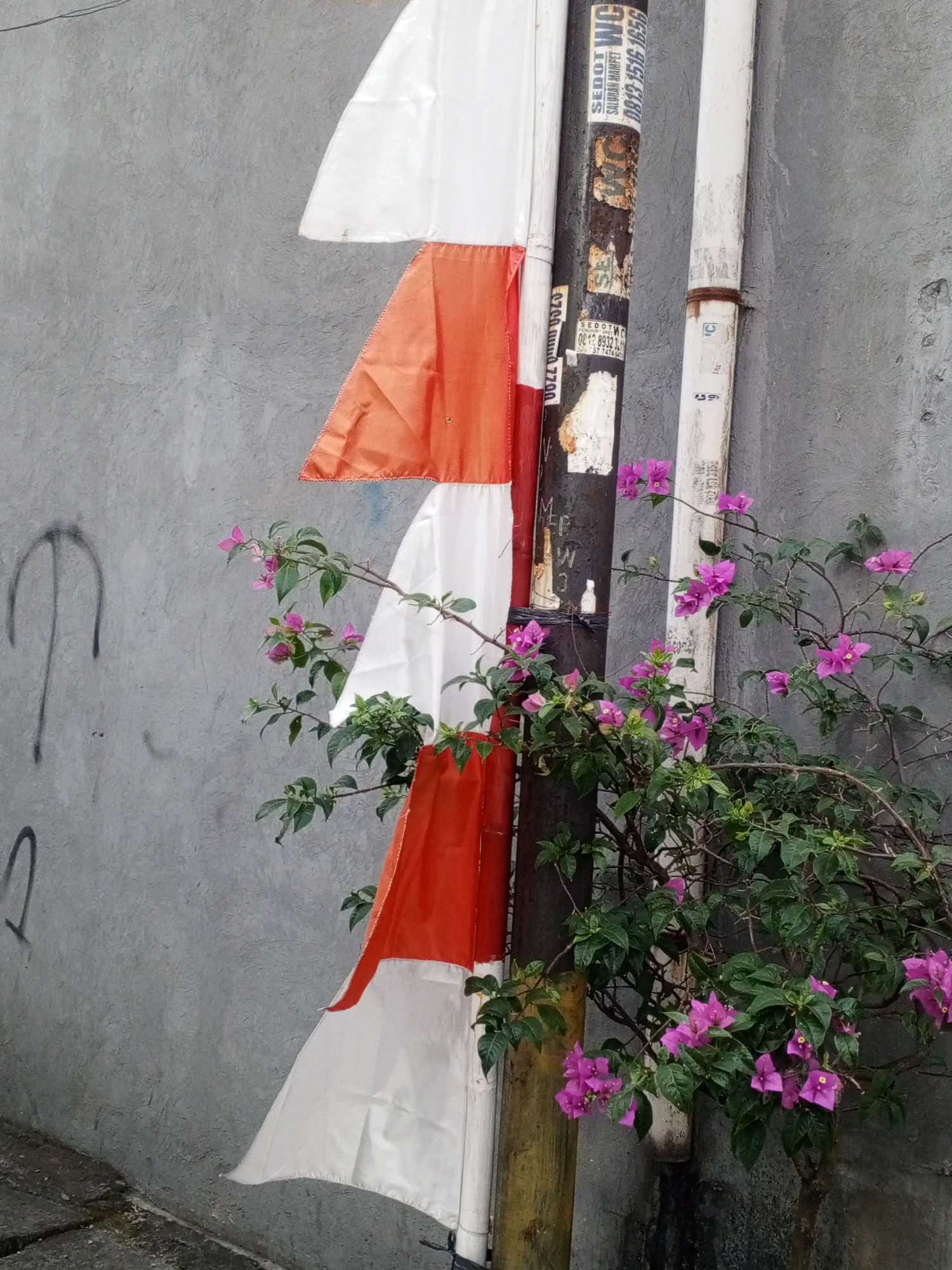 The image shows a close-up view of a wall with two poles and Indonesian flags. One pole is dark and has several worn-out stickers on it, while the other is white. The flags are red and white, arranged vertically in a diagonal pattern down the poles. The red portions are at the top of each flag, and the white portions are below. There is a plant with vibrant pink flowers growing in front of the poles, some of which are in bloom and others are buds. The wall behind the poles is textured and gray, with some faint black graffiti markings on the left side. The ground in front of the wall appears to be paved with concrete slabs. The scene suggests an outdoor setting in a somewhat weathered urban environment.