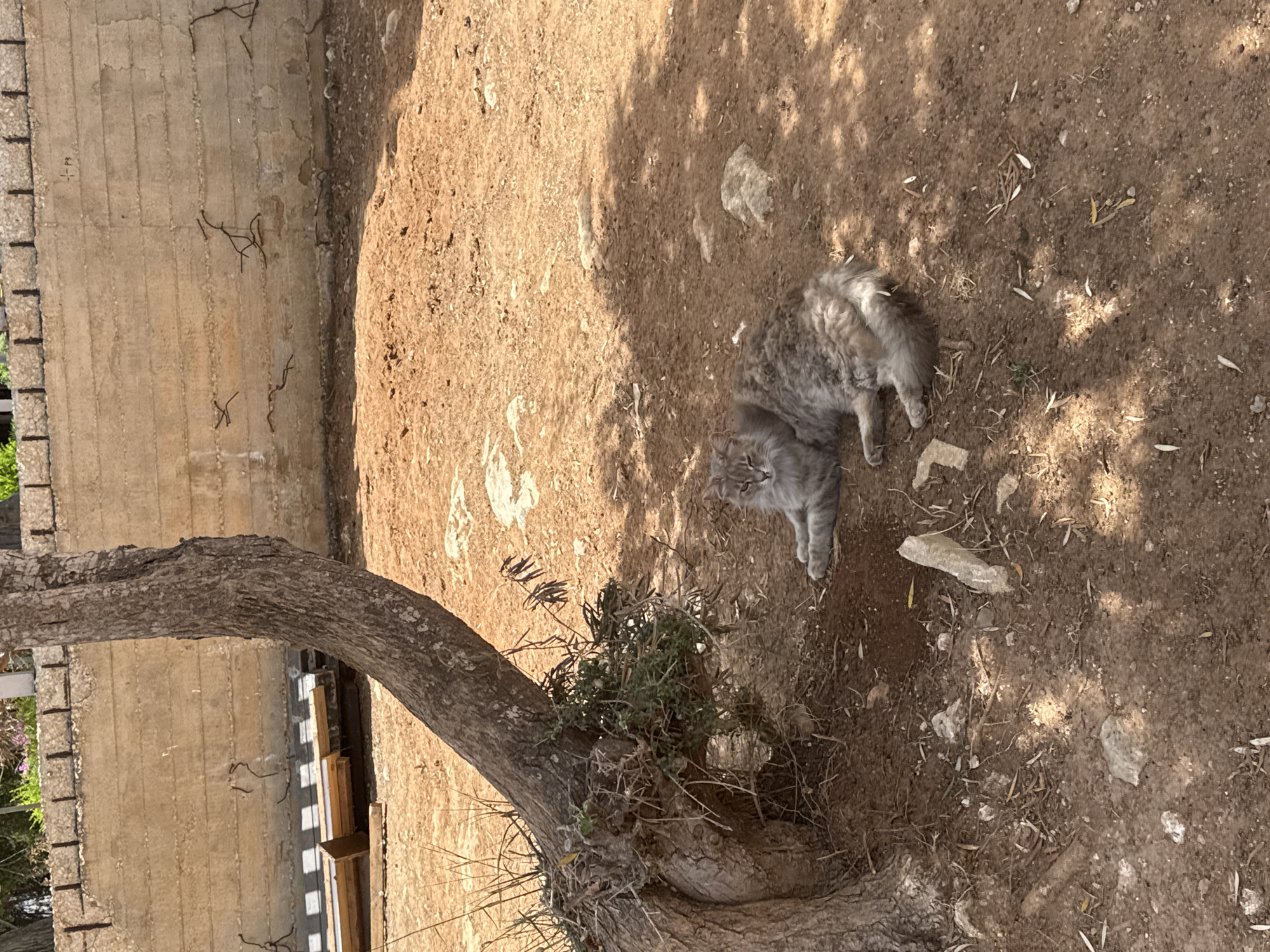Observed outdoors in Protaras, Cyprus, a gray cat rests on reddish-brown soil near a tree trunk. The ground is scattered with small stones and twigs. A concrete wall is visible in the background.