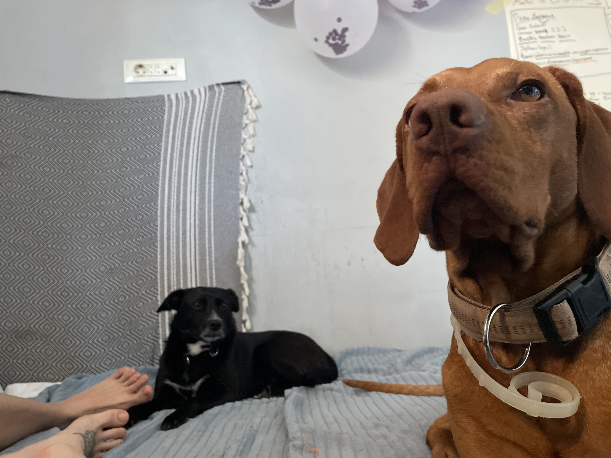 The image depicts two dogs on a bed with blue striped bedding. In the foreground, a large, reddish-brown dog with floppy ears is looking to the right, with its head and neck in clear view. It is wearing a tan collar with a black buckle and a white plastic tag. To the left, a smaller black dog with white markings on its chest is lying down, looking towards the camera. A pair of human feet, one with a tattoo, are visible on the left side of the bed. In the background, a wall with a white electrical outlet and a grey blanket with a diamond pattern and white tassels are visible. Several white balloons with purple polka dots are also hanging on the wall. The scene appears to be indoors, possibly in a bedroom or living area. The location is not specified as Herceg Novi, Montenegro.