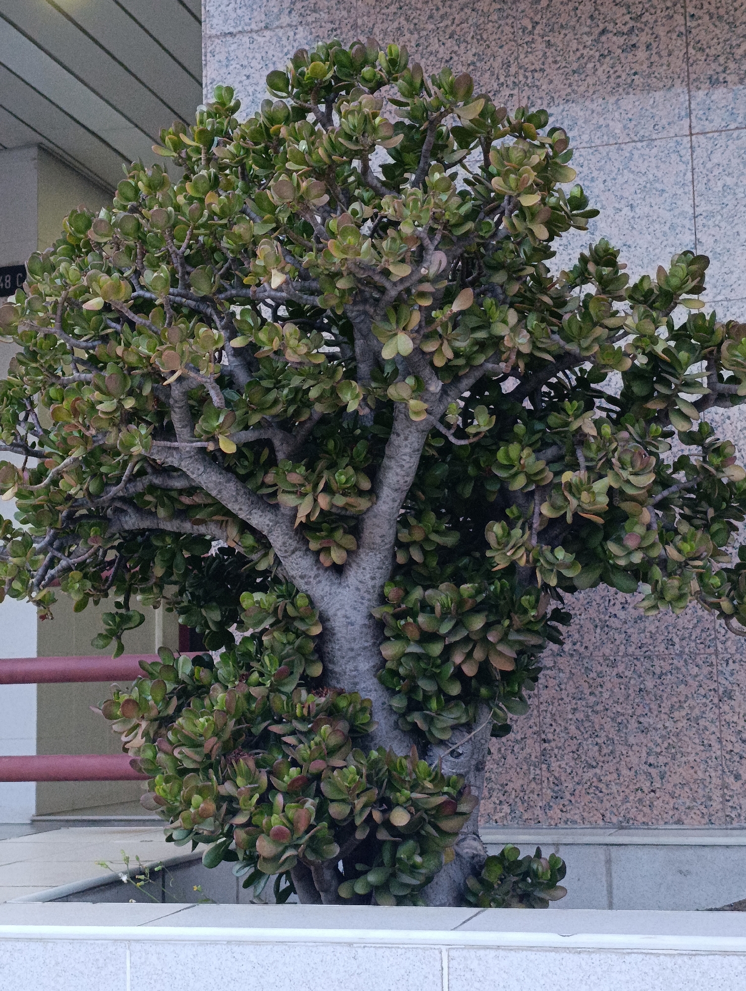 A thick, well-established jade plant is positioned in front of a building. The plant's trunk is thick and gray, with numerous branches covered in succulent, oval-shaped leaves. The leaves are predominantly green, with some showing reddish or brownish tinges, suggesting exposure to sunlight. The background wall is textured with small, speckled tiles in shades of pink and gray. To the left of the plant, a section of the building's facade features horizontal siding and a dark sign with white lettering, though the text is mostly illegible. A horizontal, dark red railing runs across the lower left portion of the image. The ground in front of the plant is paved with light-colored tiles. The scene appears to be outdoors, likely in an urban environment, possibly Setúbal, Portugal, given the architectural style and plant choice often found in Mediterranean regions.
