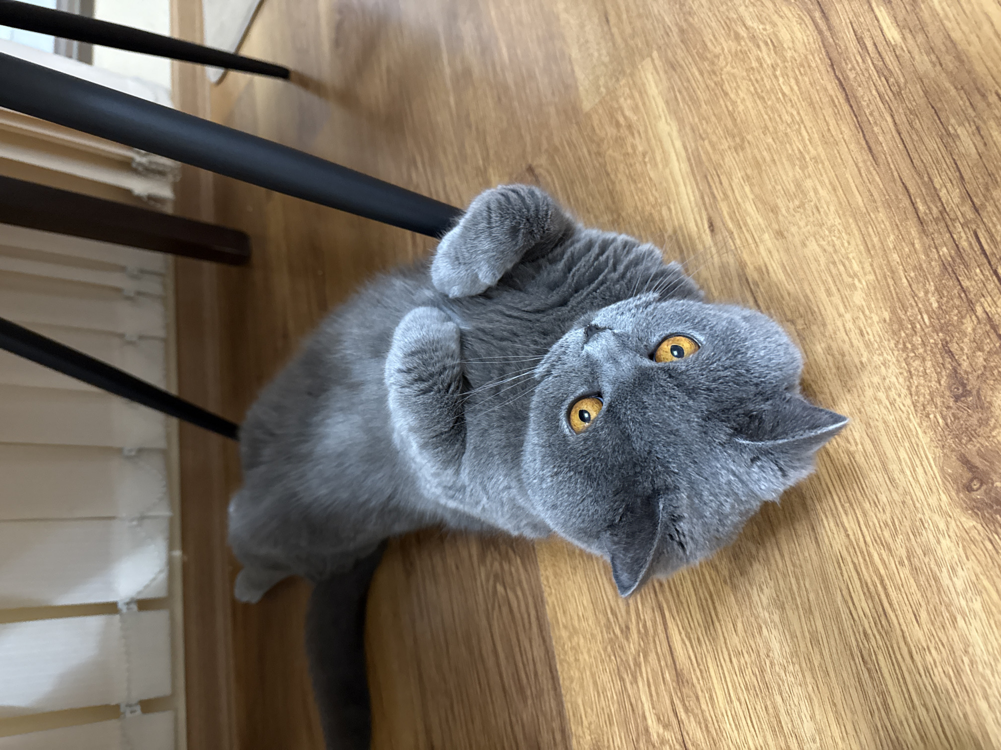 A grey British Shorthair cat is lying on its back on a wooden floor. The cat has bright orange eyes and its paws are curled up towards its chest. The cat is positioned under a dark, modern-looking chair. In the background, there are vertical white blinds and the legs of the chair. The lighting is soft and natural, suggesting it is daytime. This scene is likely taking place in a residential setting in Plovdiv, Bulgaria, possibly within a home or apartment.