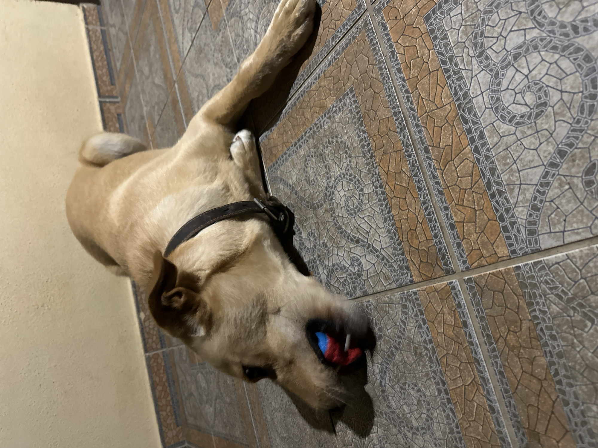 A light brown dog with a dark collar is lying on a tiled floor, with its head turned to the left and a blue and red object in its mouth. The dog is on all fours, with its body extended and its hind legs slightly raised. The floor tiles are patterned with a mosaic of brown, grey, and white colors. In the background, a light yellow wall is visible. The scene appears to be indoors, likely in a home. The provided crops show close-ups of the dog's face, the object in its mouth, its paws, and the patterned tiles, further detailing the textures and colors. The image does not contain any information to suggest the location is in Sochi, Russia.