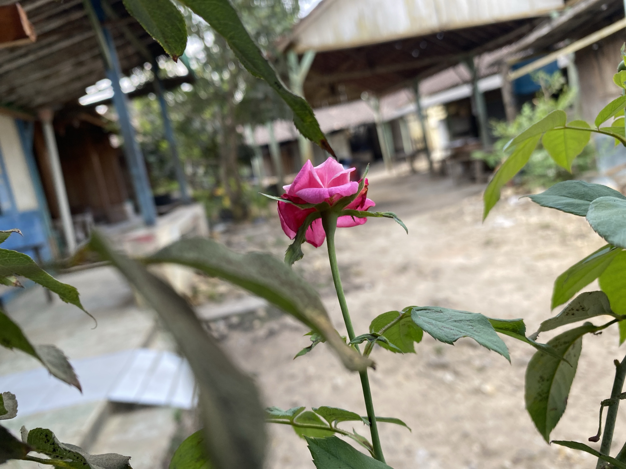 A shallow depth of field shot captures a single, vibrant pink rosebud in the foreground, its delicate petals unfurling. The rose is positioned slightly off-center to the right, with its stem extending upwards and a few green leaves framing the shot. In the background, a weathered, open-air structure with a corrugated metal roof is visible, supported by wooden posts. The ground appears to be a mixture of dirt and gravel, with some scattered debris. The scene suggests an outdoor setting, possibly a backyard or a less developed area. The lighting is diffused, indicating an overcast day or shade. There are no people or animals present in the image.