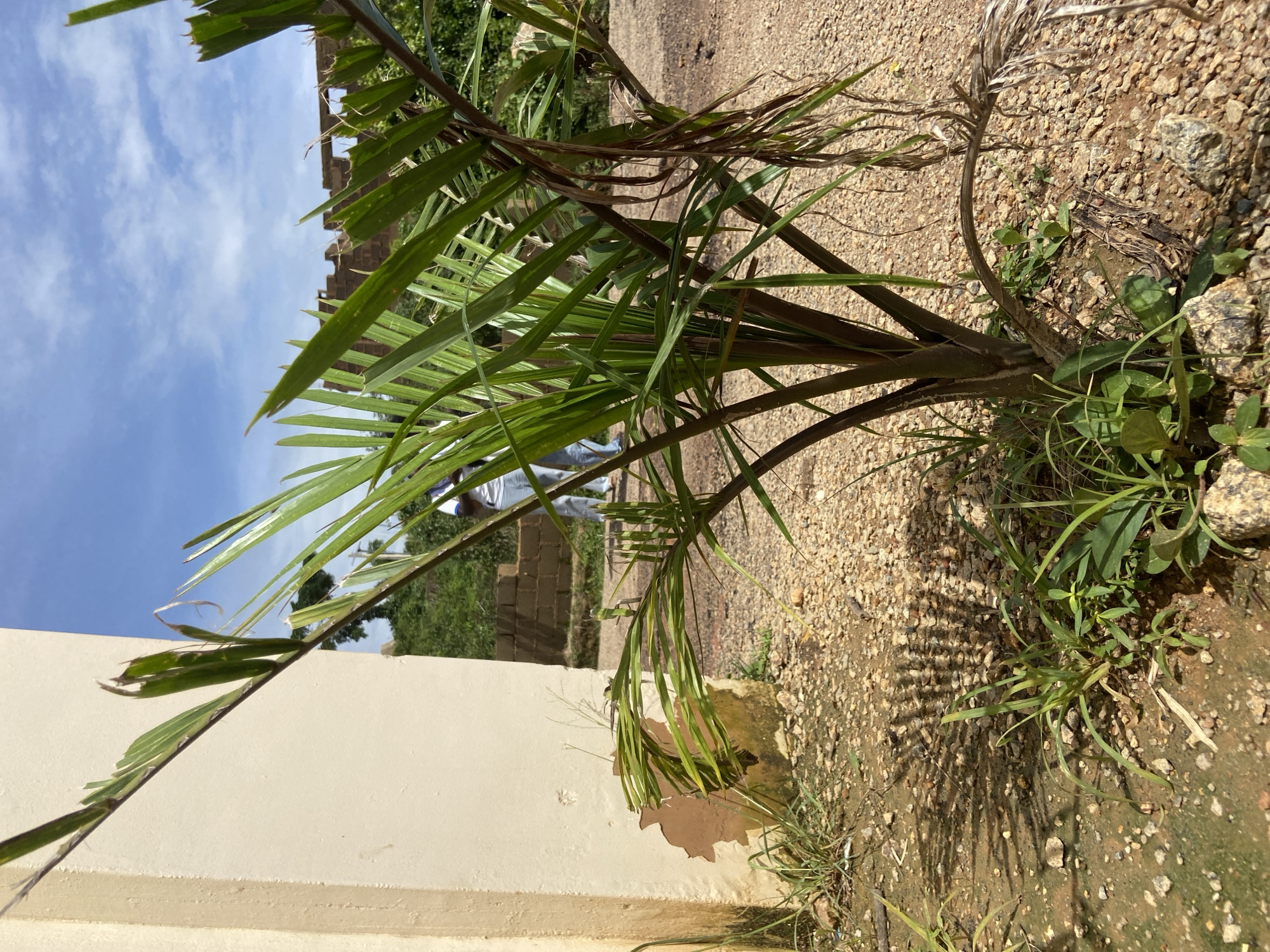 This is a medium-angle, eye-level outdoor shot of a young palm tree in a dirt and gravel area. The tree has dark brown, thick stalks and slender, green fronds, some of which are torn or withered. The ground is covered in light brown pebbles and some sparse green grass. To the left, a textured, light beige wall with peeling paint is visible. In the background, out of focus, are brick structures and green foliage, indicating an undeveloped or construction site. Two people, one in a blue shirt and light-colored pants, are partially visible in the distance. The sky above is blue with scattered white clouds. The scene is likely located in an outdoor area of Jos, Nigeria, given the context.