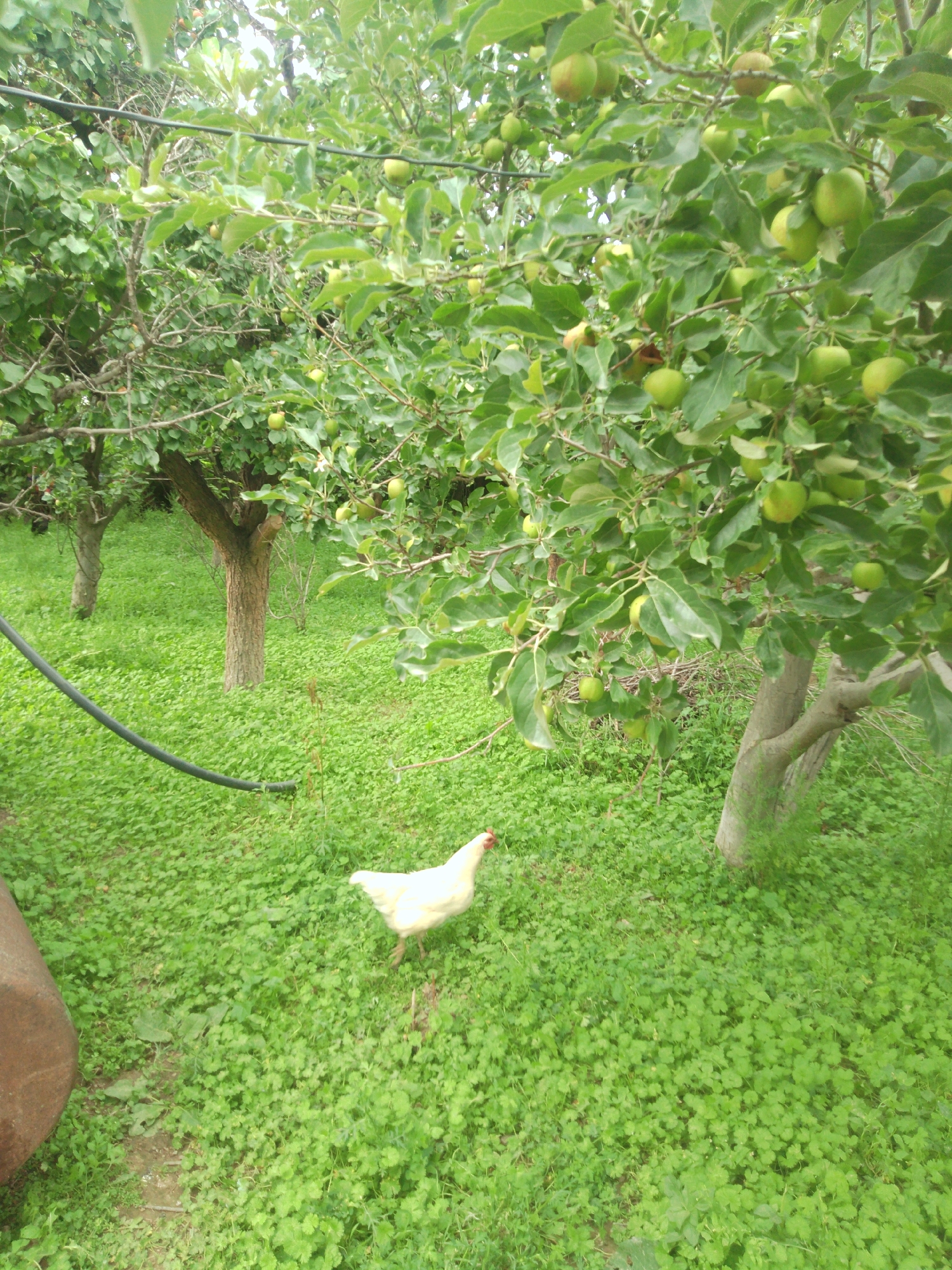This image depicts an outdoor scene in Karasu, Kyrgyzstan. In the foreground, a white chicken walks on a carpet of lush green clover. Behind the chicken, an apple tree laden with green apples stands prominently, its branches reaching upwards and outwards. Further in the background, another apple tree is visible, along with more of the dense clover ground cover and evidence of a black hose lying on the ground. The overall environment suggests a rural or orchard setting.
