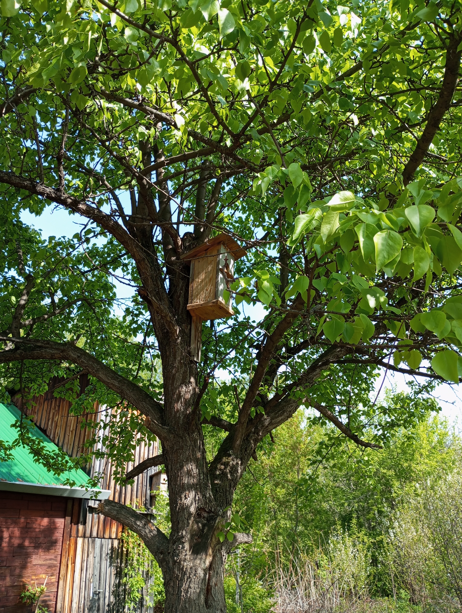 The image shows a tree with a birdhouse attached to its trunk. The tree is full of green leaves, and there are other trees and bushes in the background. A portion of a wooden building with a green roof is visible on the left. The location is Монастырка, Russia.