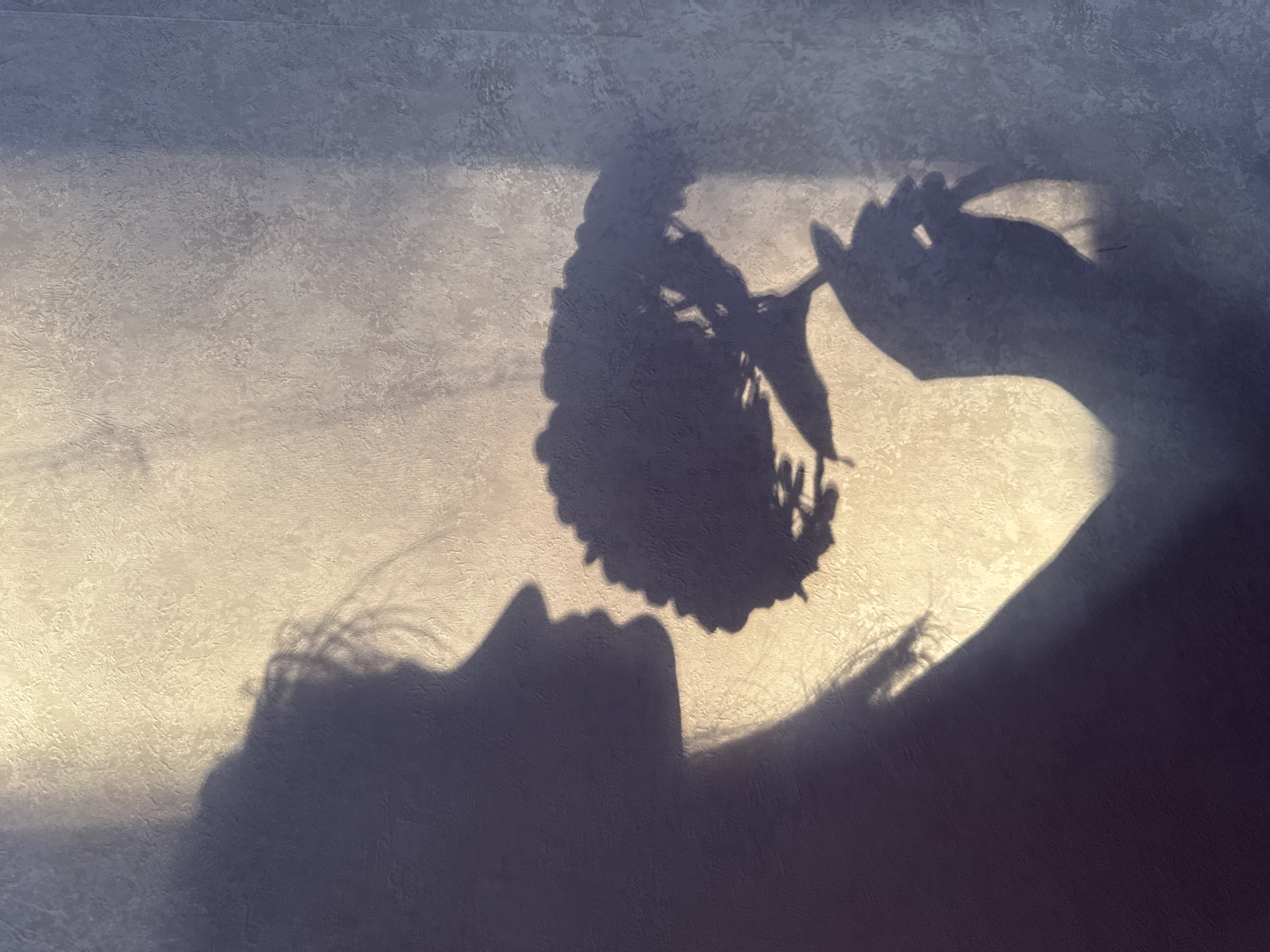 The image displays sharp shadows projected onto a textured, light-colored wall. A profile silhouette of an individual, consistent with a female, occupies the left-central portion, oriented towards the right. The silhouette exhibits defined features including a distinct nose, lips, and chin, with hair appearing elevated or disheveled. The right hand of the silhouette holds a large, clustered flower by its stem, positioned approximately at face level. The background wall surface displays a tactile texture, illuminated with a warm beige-cream hue on the left and gradually transitioning to a cooler, muted grey-purple towards the right, indicative of differential light exposure. A vertical line is discernible on the far right, suggesting a structural element or seam. The shadows are clearly defined, indicating a strong, directional light source originating from the left. Location: Undetermined indoor setting.