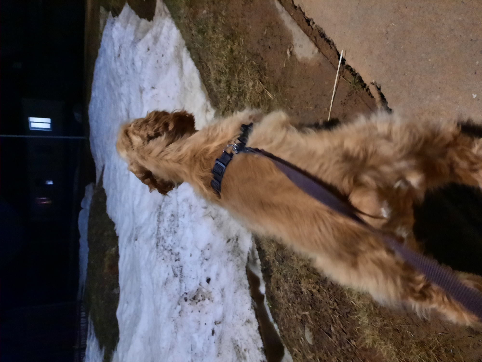 A light-brown, long-haired dog, possibly a cocker spaniel or similar breed, is depicted outdoors, attached to a purple leash and wearing a dark harness. The dog is positioned on grass beside a patch of snow. In the distant background, a dark building is visible with a window lit up. This photo was taken in the city of Krasnogorskoye, Russia.