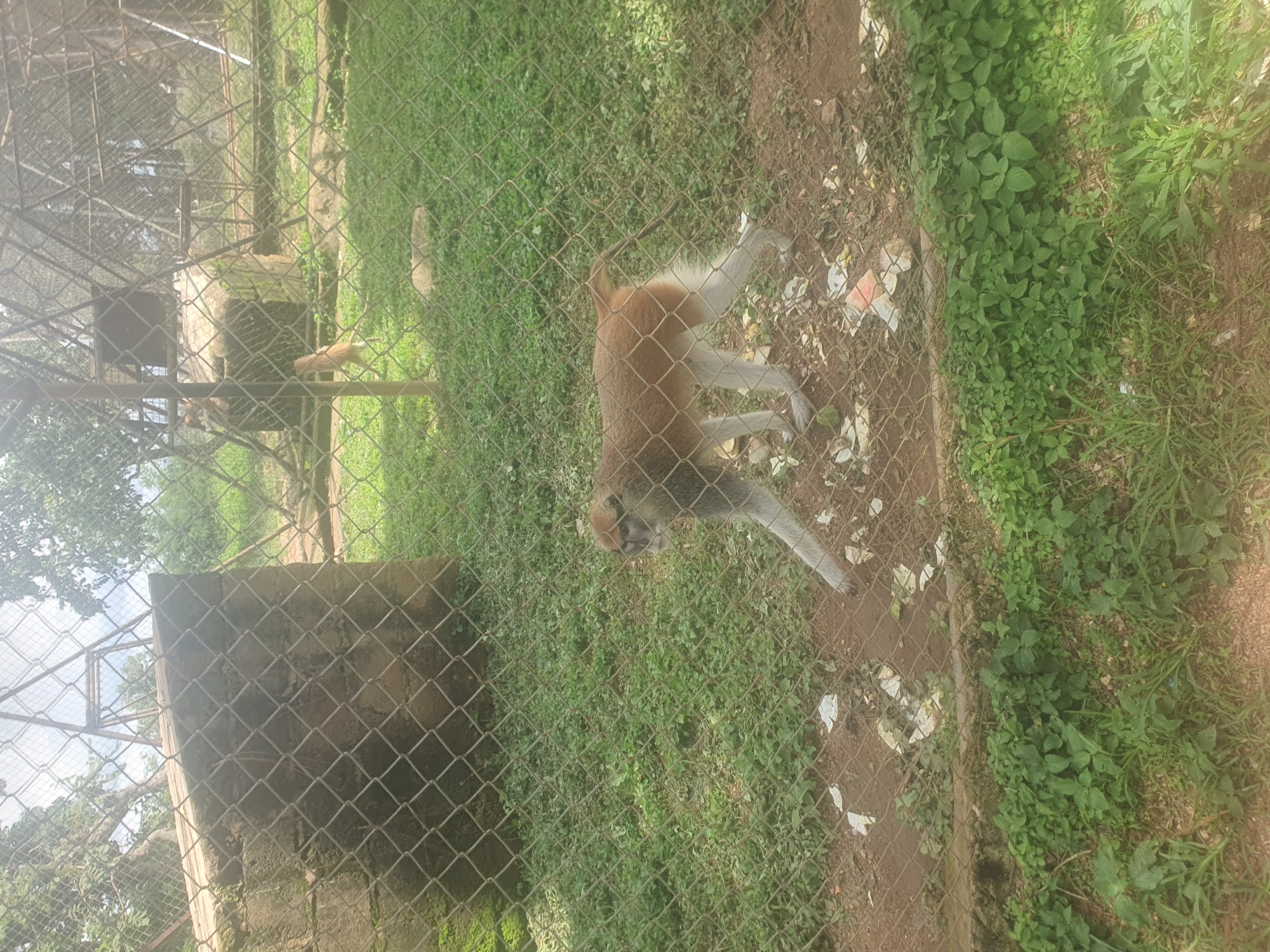 In an outdoor enclosure, a monkey with reddish-brown fur and a light-colored underside walks across a patch of grass. The monkey is positioned towards the right side of the frame and is facing left, with its head turned to the left. The enclosure is surrounded by a chain-link fence, and beyond the fence, trees and a cloudy sky are visible. A concrete structure is present in the background, to the left of the monkey. Scattered pieces of white debris are visible on the ground in front of the monkey. This scene is likely located at a zoo or wildlife sanctuary within the city of Jos, Nigeria.