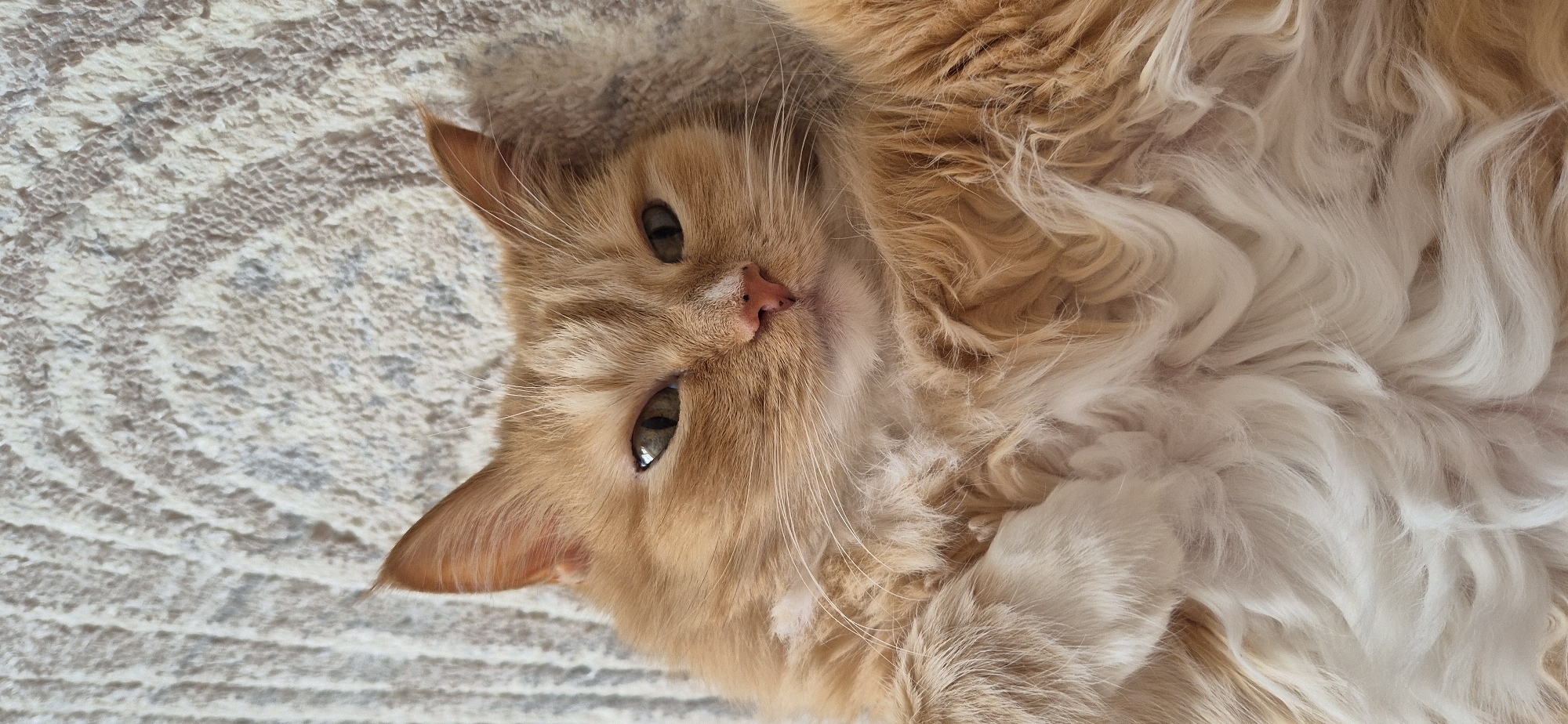 A tan and white long-haired cat is lying on a light-colored, textured surface. The cat is looking at the camera with green eyes. Its paws are curled up near its chest. The location is unknown.