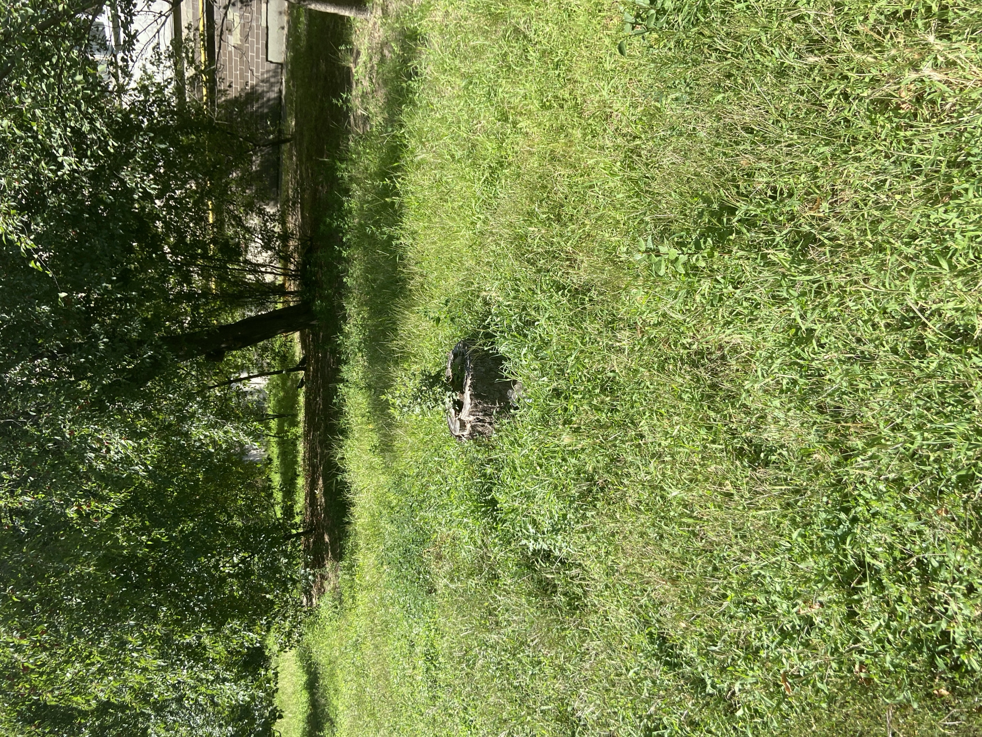 A medium-shot, eye-level photograph shows an outdoor scene with a tree stump in the foreground. The stump is dark and appears to be made of wood, with a few small green plants growing from its top. It is surrounded by a dense, tall green grass with some dried stalks. In the background, the dappled sunlight filters through the leaves of several trees, casting shadows on the grass. To the right of the frame, a brick building with a white window is partially visible. The environment suggests a park or a residential area with overgrown greenery.