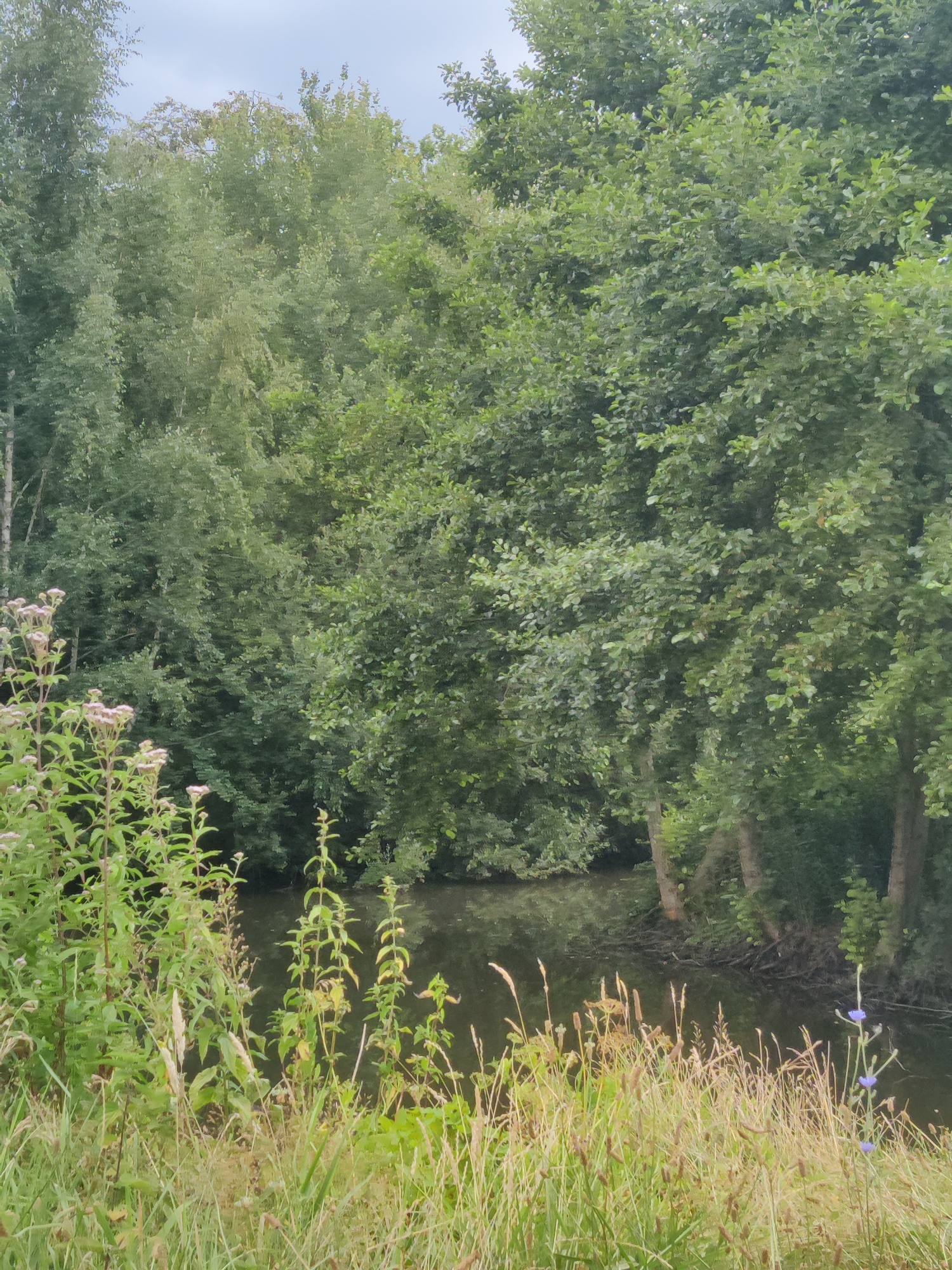This is a full-frame, eye-level, vertical, outdoor photograph of a serene waterscape bordered by dense foliage. The foreground is dominated by tall, green grasses and wildflowers, some with delicate pinkish-purple blooms, and stalks of dried grasses. A narrow, dark body of water, possibly a canal or small river, occupies the middle ground, reflecting the trees. The background is filled with a thick wall of lush, green trees, displaying a variety of leaf textures and shades, with some lighter-colored tree trunks visible near the water's edge. The sky above is overcast and a muted grey. The scene is likely located in a rural or park-like setting within Winterswijk, Netherlands, given the naturalistic depiction of vegetation and water. There are no people or animals visible in the image. The overall impression is one of natural tranquility.