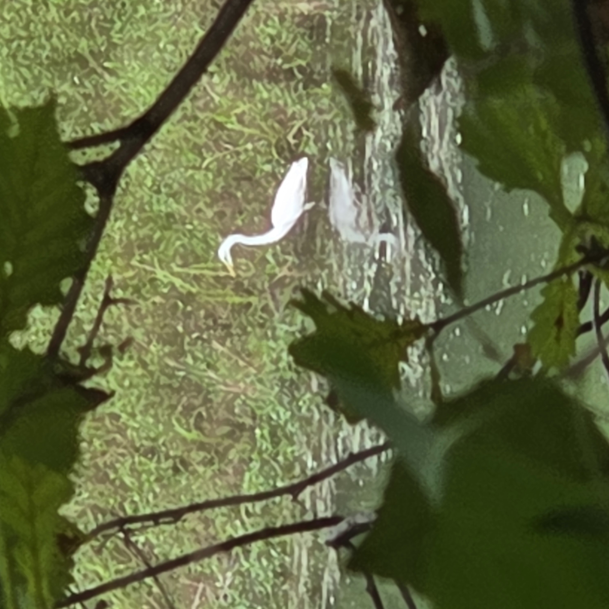 The image depicts a white egret standing in shallow water amidst dense green foliage. The bird, a single subject, is positioned to the right of the frame, facing left with its neck curved. The environment is a naturalistic setting, likely a marsh or pond, characterized by lush vegetation and calm water reflecting the surroundings. The lighting suggests it is daytime. The image is framed by dark branches and leaves in the foreground, partially obscuring the view of the egret and its habitat. No people or man-made structures are visible. This scene is characteristic of the natural landscapes found in rural areas like Gapcheon-myeon, South Korea, where such wildlife and wetland environments are common.