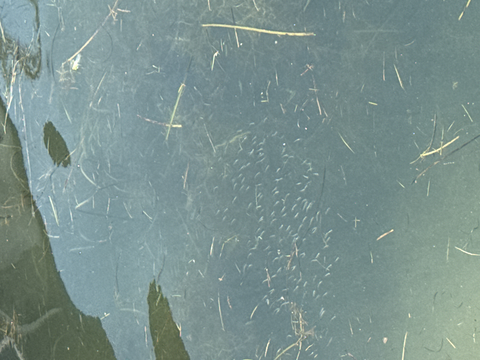 The image shows a school of small fish swimming in murky, shallow water. The water contains several strands of aquatic vegetation. A dark, irregular shape, possibly a shadow or a submerged object, is visible in the upper left portion of the image. The water appears to be a pond or a slow-moving stream within a natural environment. The exact location in Sveti Vlas, Bulgaria, is not identifiable from the visual information provided.