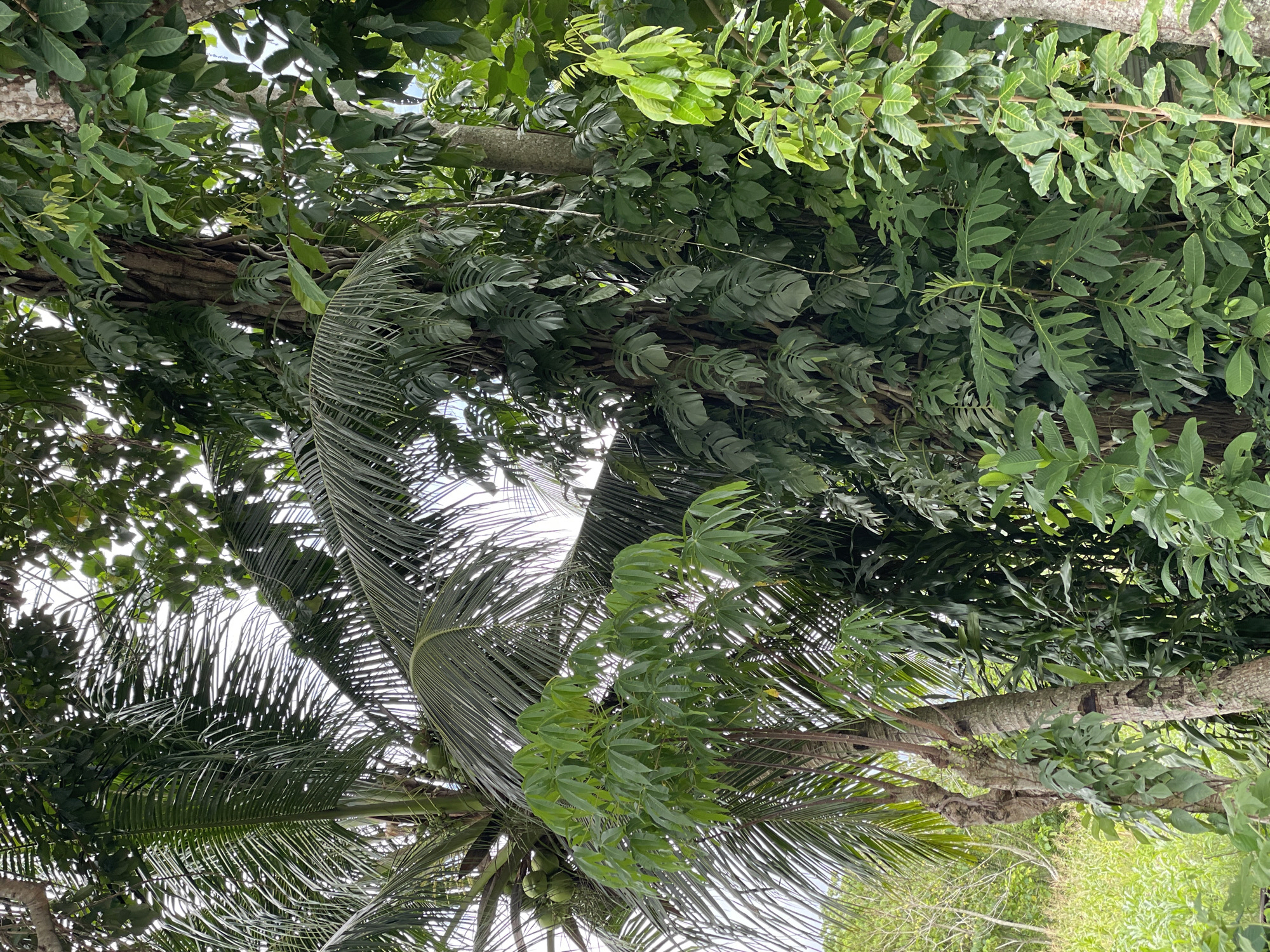 The image depicts a view looking up into a dense canopy of trees, possibly in Hijo, Philippines. The sky is visible through gaps in the foliage. Several types of vegetation are present, including broad-leafed trees and palm fronds, with coconuts visible. The branches appear to be interconnected. There are no people visible.