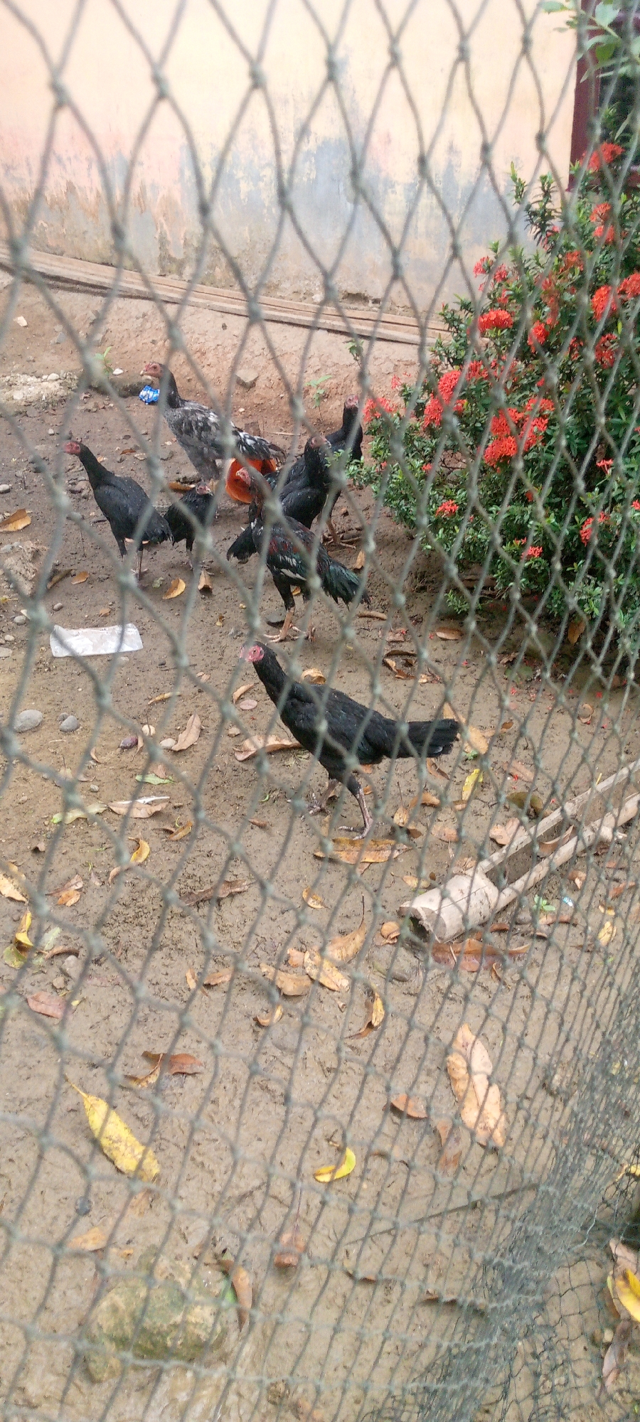 In the city of Uleemeuria, Indonesia, an outdoor scene unfolds behind a wire mesh fence. The ground is damp and earthy, littered with fallen leaves in various shades of brown and yellow. Several chickens, predominantly black with some speckled grey and orange, are scattered across the muddy terrain. One chicken, a black hen, is prominently featured in the foreground, facing to the right. Another speckled chicken is visible further back, near a bush with bright red flowers. The background reveals a textured, light-colored wall, possibly a building, with some water stains. The presence of the wire mesh in the foreground obstructs a clear view of the entire scene, creating a sense of separation between the viewer and the subjects. The chickens appear to be foraging or resting on the ground.