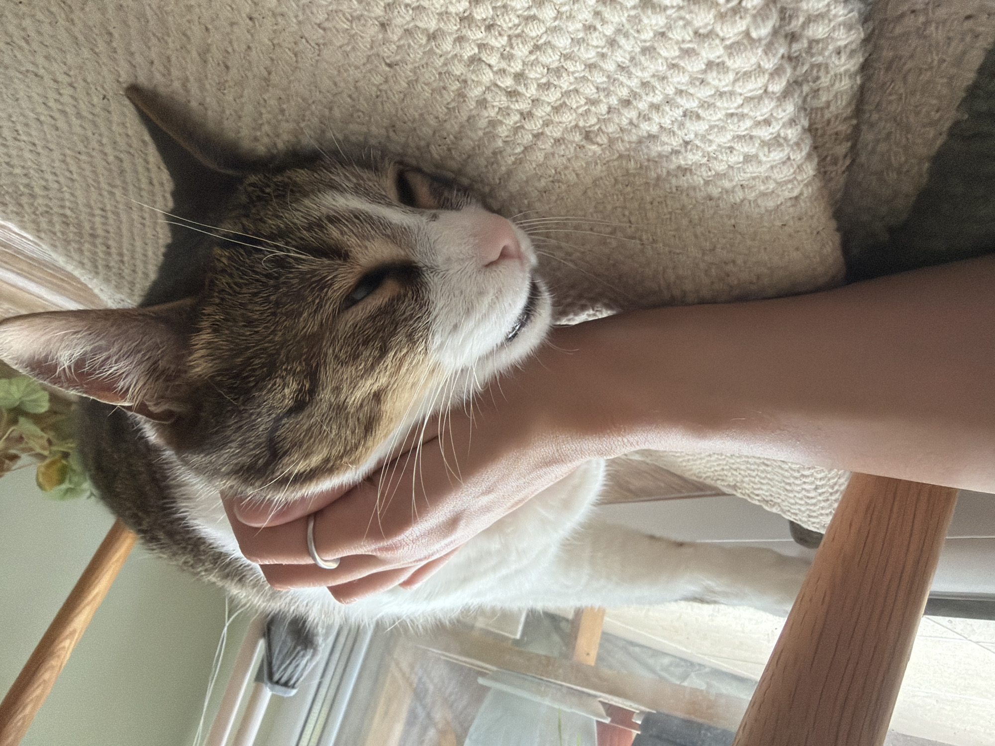 A person's arm and hand gently pet a tabby and white cat lying on a textured cream-colored blanket. The cat's eyes are partially closed, and its head is resting on the blanket. A wooden furniture leg is visible to the left of the frame, and in the background, a window shows a blurred scene with a broom and plants. The scene appears to be indoors, possibly near a window with natural light. The location is Unknown, Unknown.