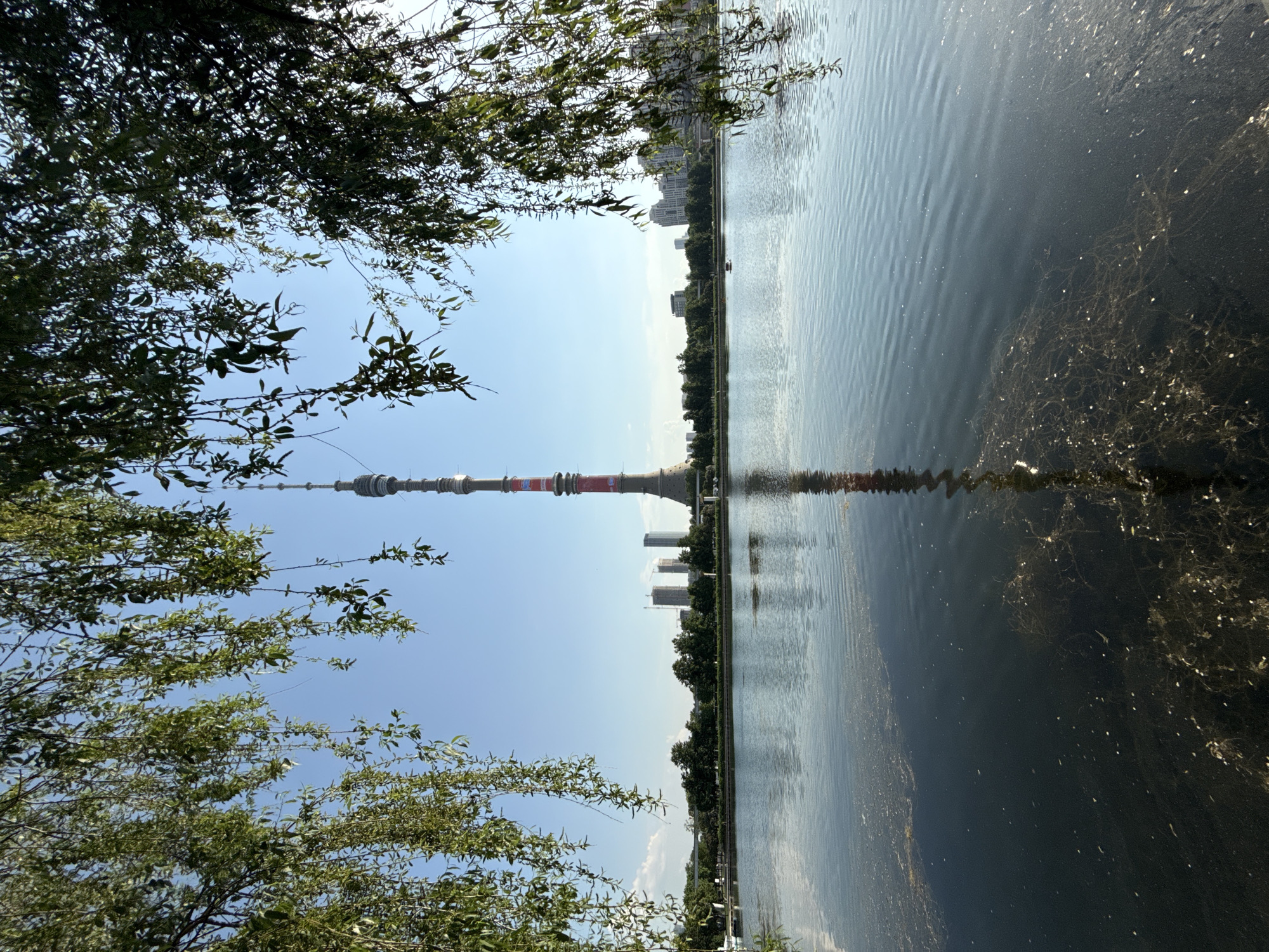 The image depicts a view of the Ostankino Tower in Moscow, Russia, reflected in a body of water, likely a pond or lake. The tower is the central focal point, with its red and white striped design contrasting against the blue sky. Trees with green foliage frame the tower on the left side of the image. The water's surface reflects the tower and surrounding buildings, although with some distortion. The water appears somewhat murky, with some visible submerged vegetation. A line of trees and buildings can be seen on the opposite side of the water body. The sky is clear and blue.