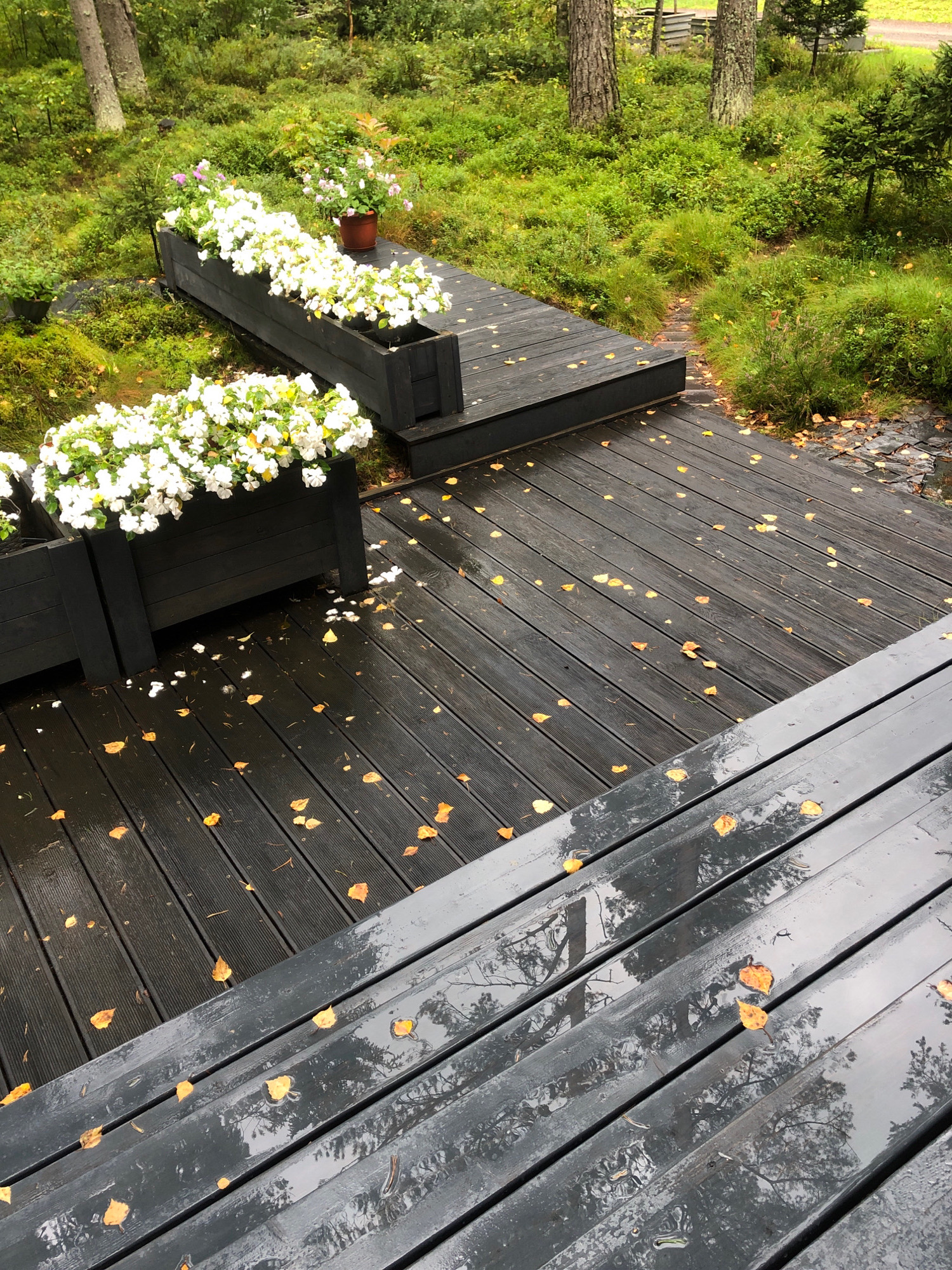 The image depicts a wet, dark wooden deck with scattered yellow leaves, set in a natural environment with trees and green foliage. The deck appears to be part of an outdoor seating or walkway area. In the background, there are large wooden planters filled with white flowers. The overall scene suggests a damp, possibly autumnal, outdoor setting. The location is stated to be in Arfa, Russia.