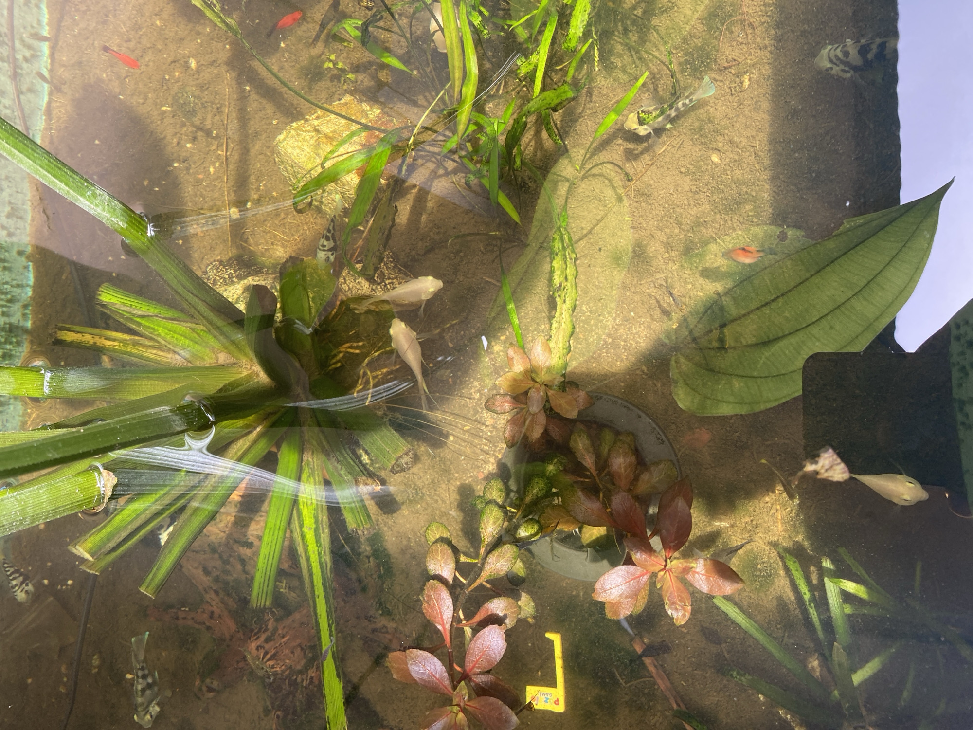 A still image captures an overhead view of a shallow freshwater aquarium. The water is slightly murky, with a sandy substrate visible on the bottom. Several aquatic plants are present, including broad-leaved green plants and clusters of reddish-brown leafy plants. Various small fish swim in the aquarium. Notable fish include several small, brightly colored red fish, and other fish with distinct black and white or grey and black striped patterns. There are also lighter-colored, slender fish. One of the reddish-brown plants has a small yellow object with blue and red markings partially submerged next to it. The lighting suggests the aquarium is exposed to natural sunlight, creating reflections on the water's surface and highlighting some areas. The scene appears to be indoors, possibly in a home or a dedicated aquatic environment, and is not associated with the city of Lambaro Kueh, Indonesia.